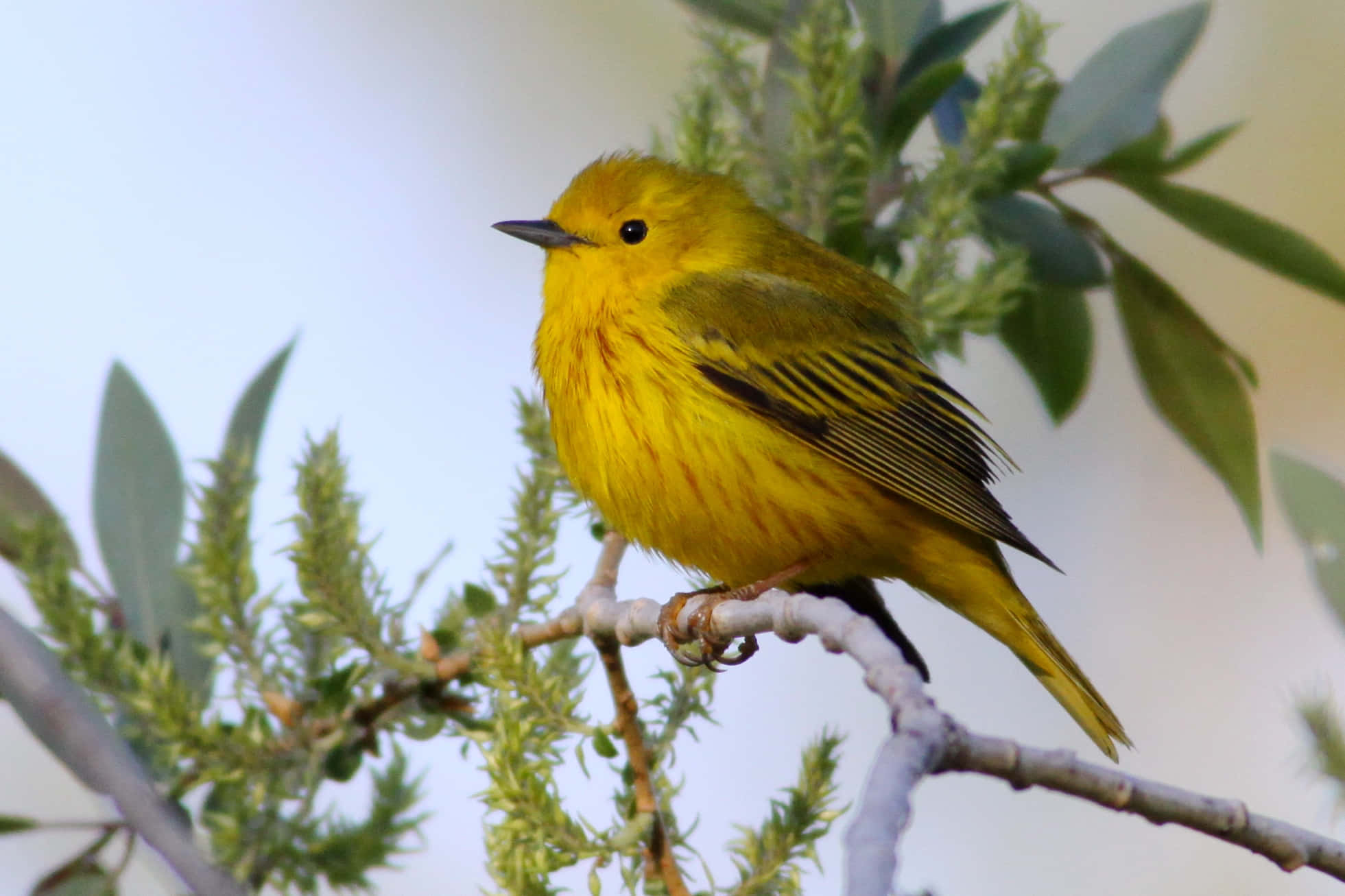Yellow Warbler, 1961, slender branch, Full HD Desktop Wallpaper