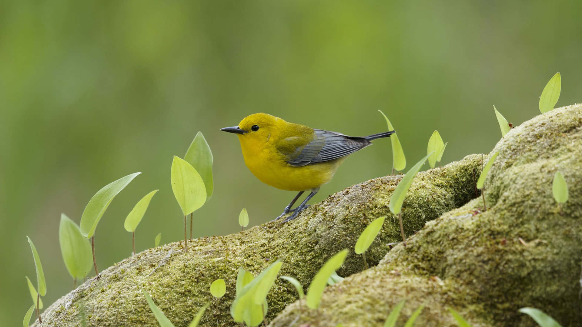 Yellow Warbler, mossy log, fresh green leaves, Full HD Desktop Wallpaper