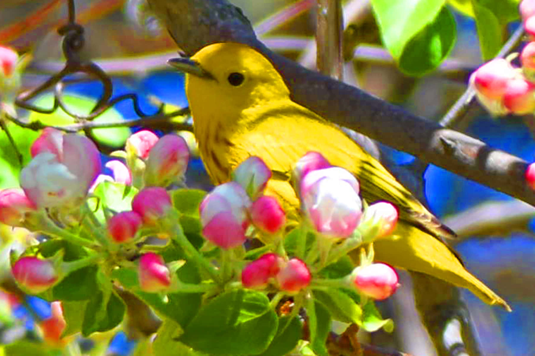 Yellow Warbler, sunlit branch, pink and white blossoms, HD Desktop Wallpaper
