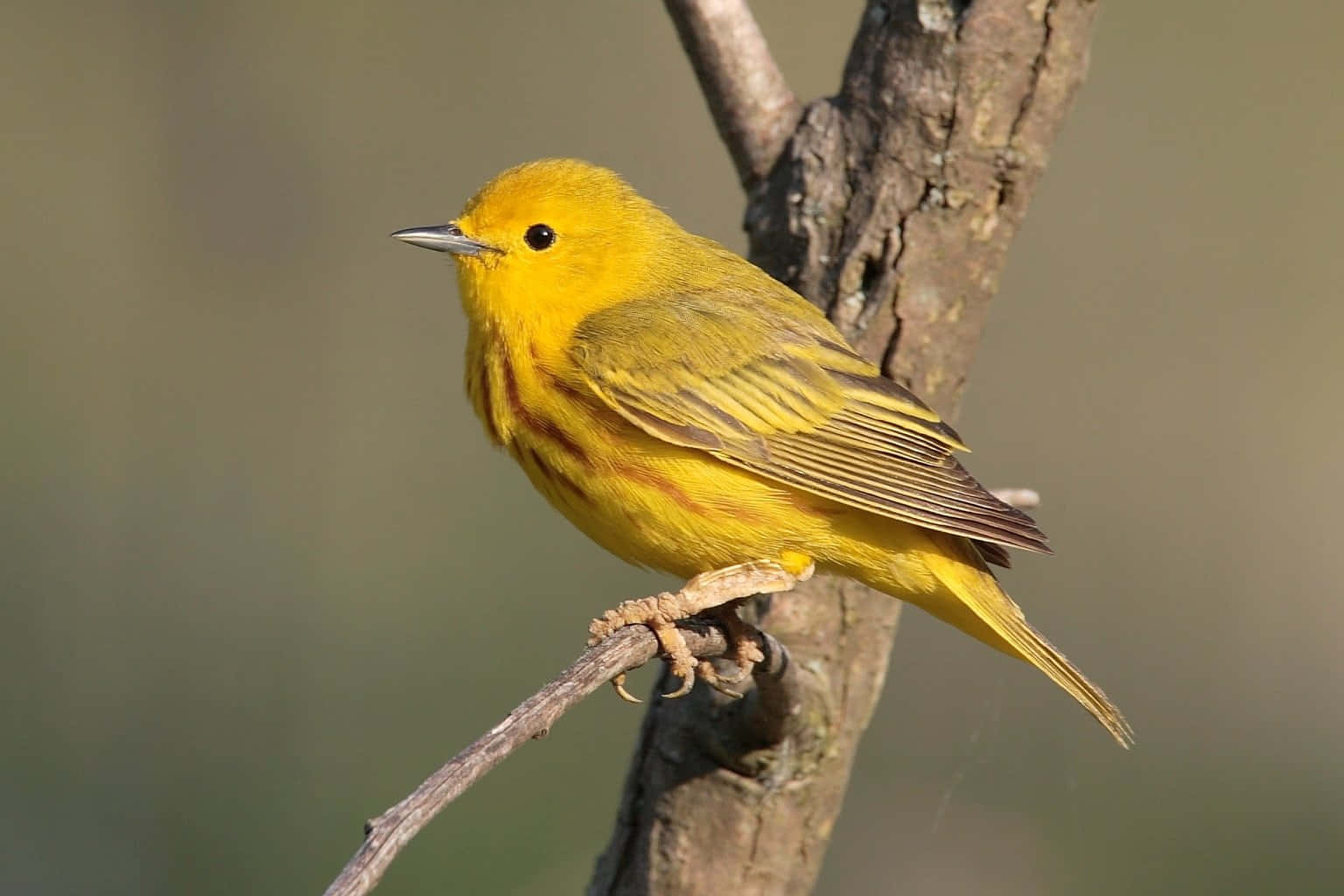 Yellow Warbler, textured tree branch, soft blurred natural background, HD Desktop Wallpaper