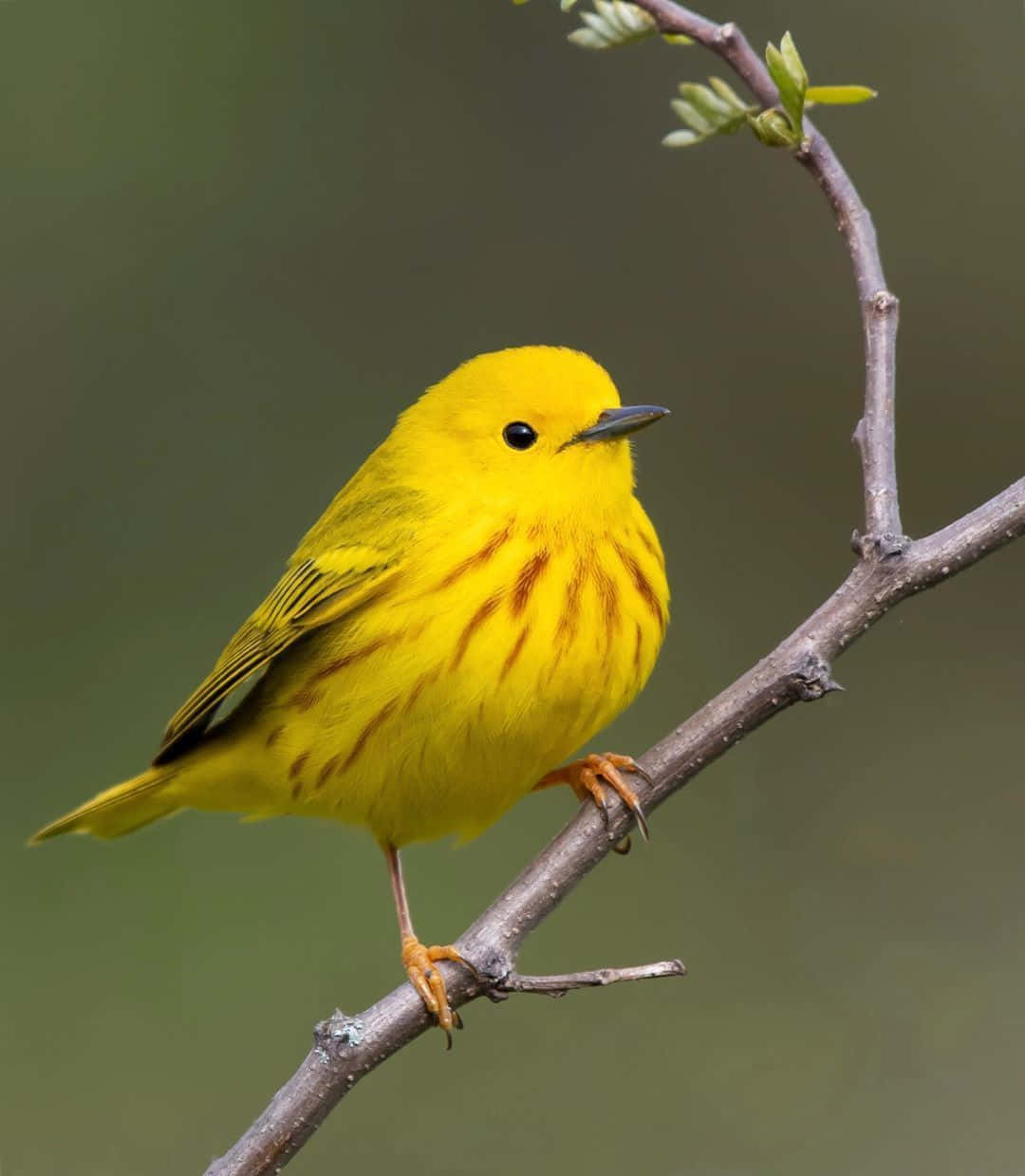 Yellow Warbler, budding branch, green leaves, SD Phone Wallpaper