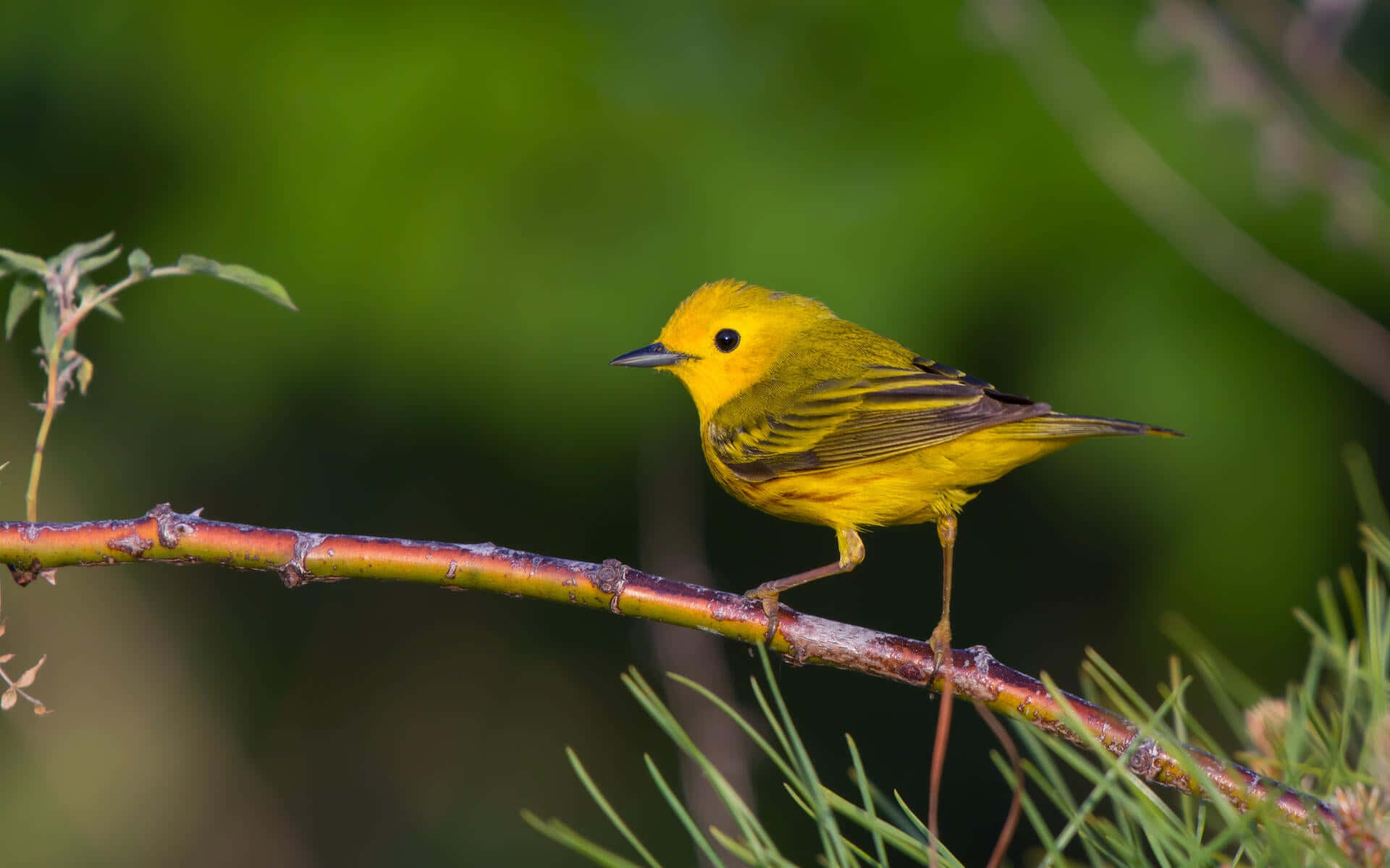 Yellow Warbler, reddish branch, soft green blurred forest backdrop, Full HD Desktop Wallpaper