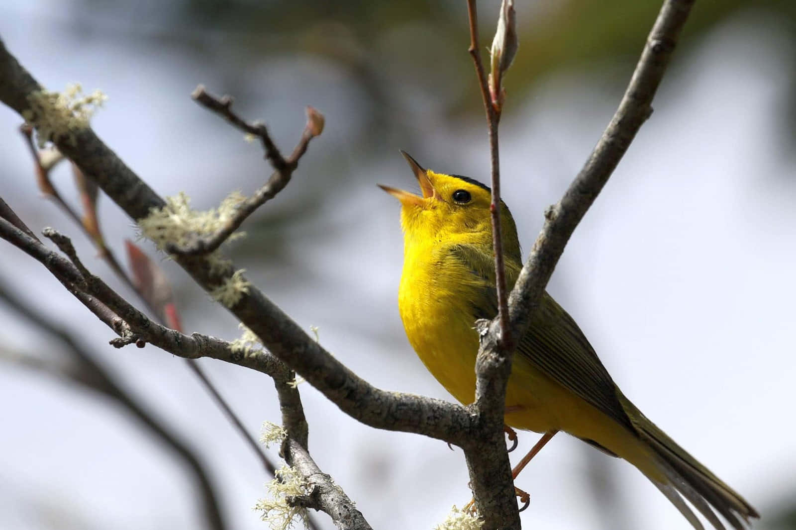 Yellow Warbler, mossy branch, soft blurred sky, HD Desktop Wallpaper