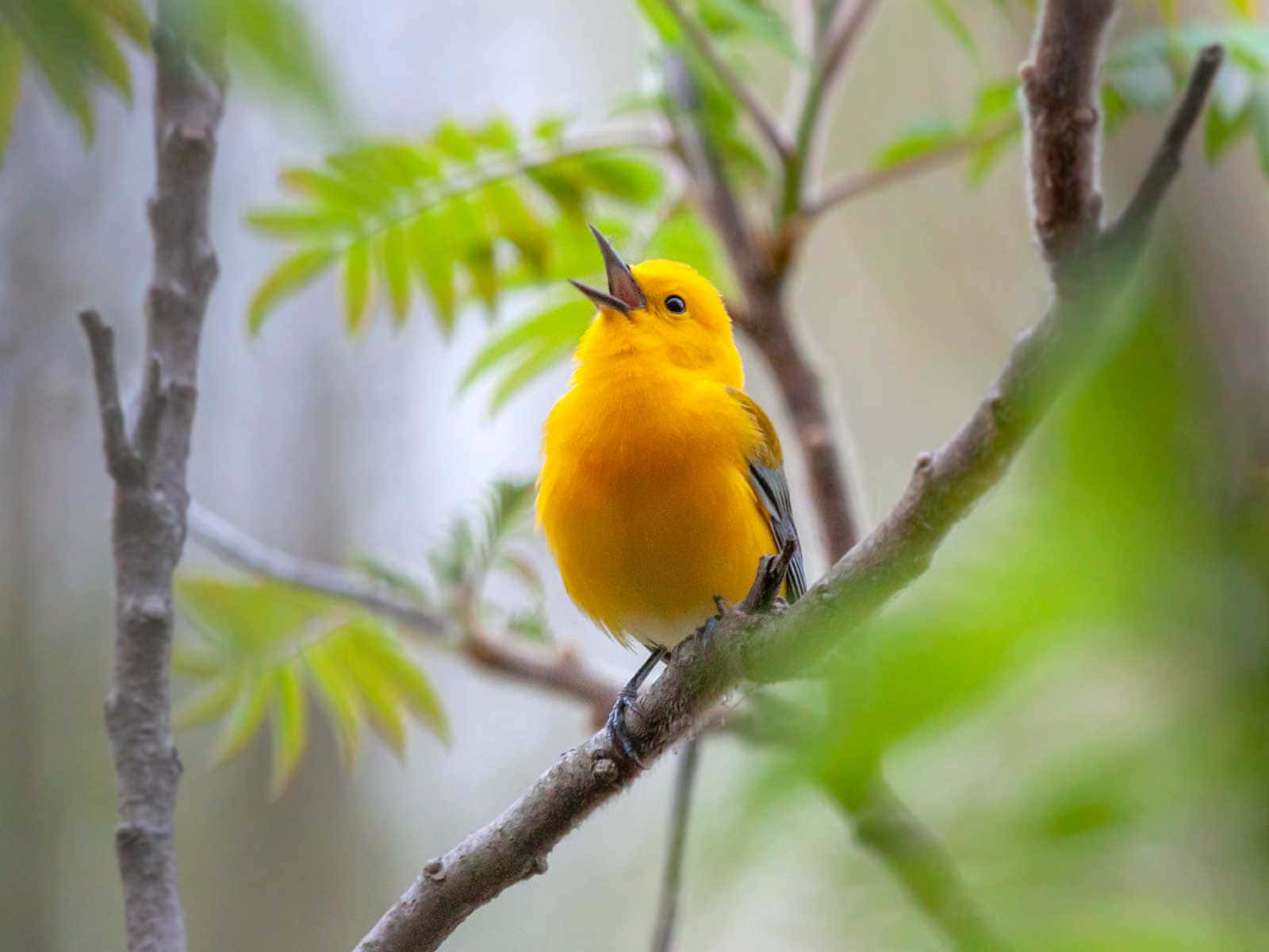 Yellow Warbler, branch, sunlit forest, HD Desktop Wallpaper