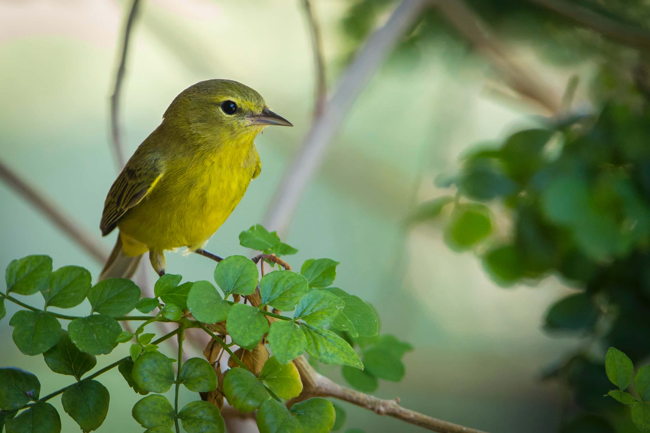 Yellow Warbler, branch, leafy branch, 2K Desktop Wallpaper