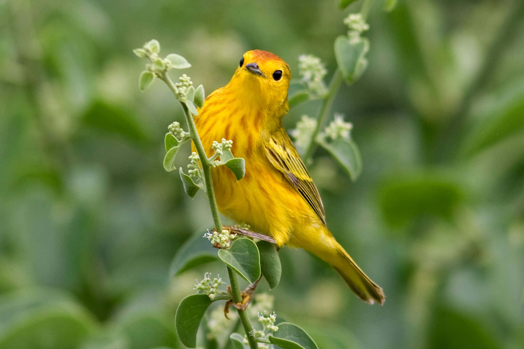 Yellow Warbler, vibrant yellow, orange crown, HD Desktop Wallpaper