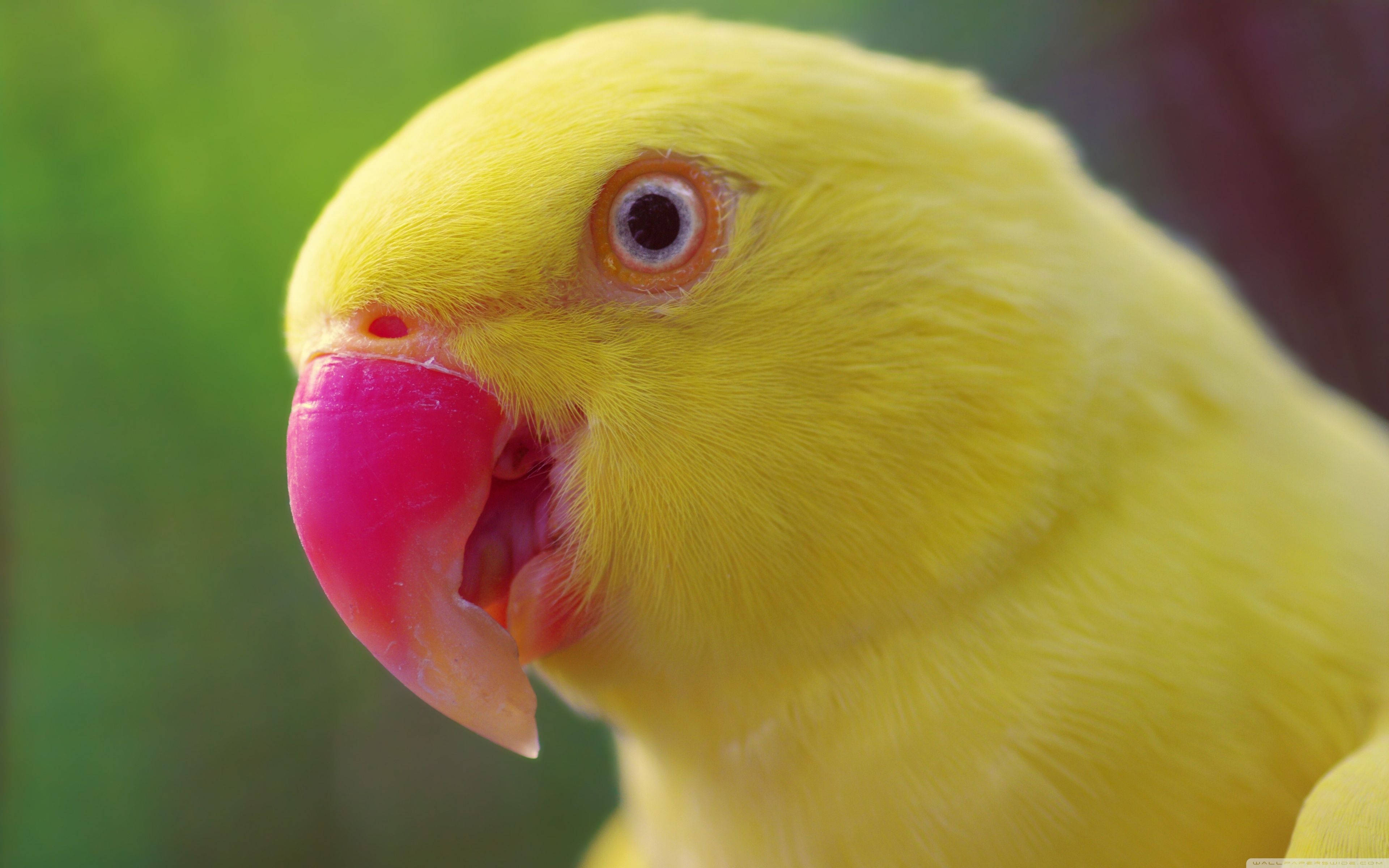 Yellow Warbler, bright pink beak, orange-rimmed eye, 4K Desktop Wallpaper
