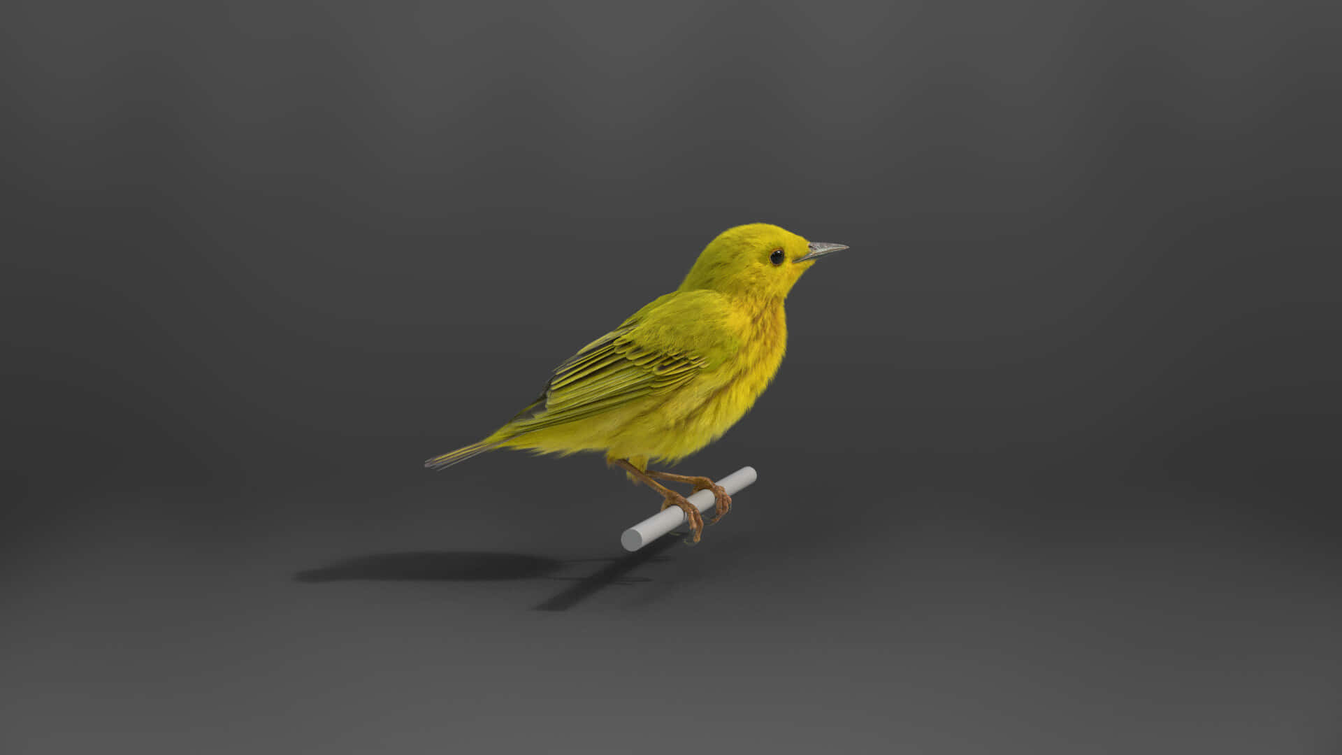 Yellow Warbler, white pencil, dark gray studio background, Full HD Desktop Wallpaper