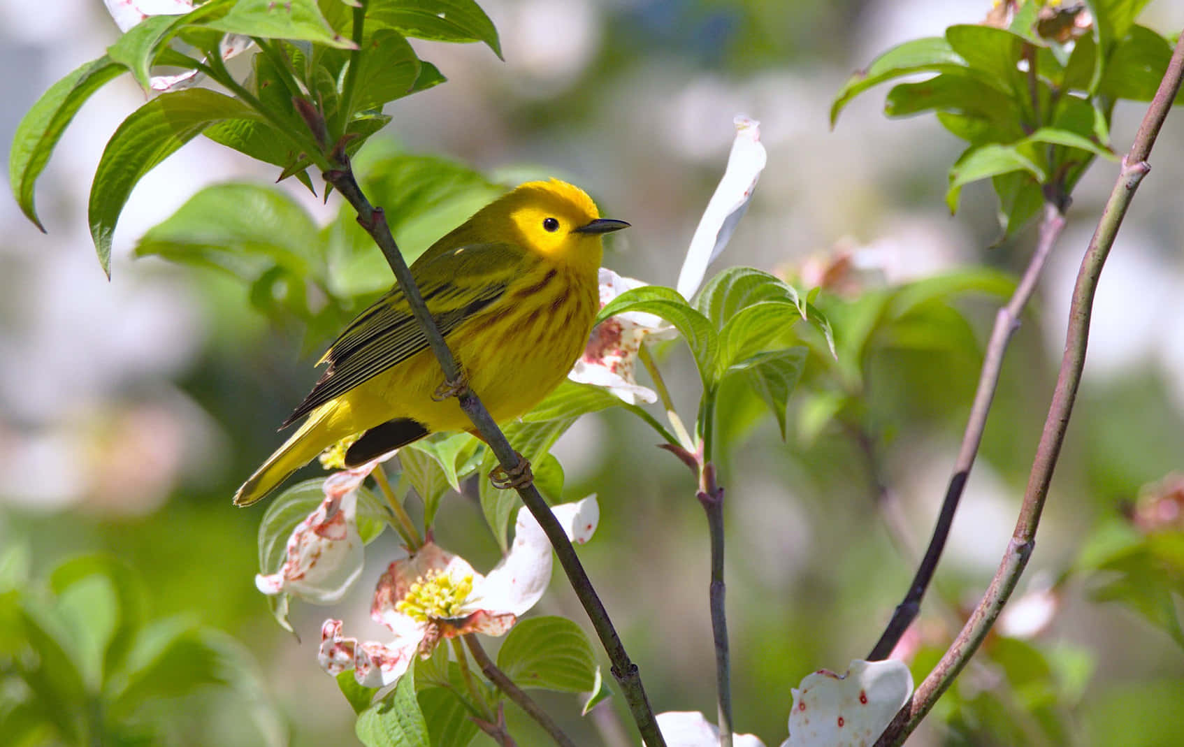 Yellow Warbler, tree branch, fresh green leaves, HD Desktop Wallpaper