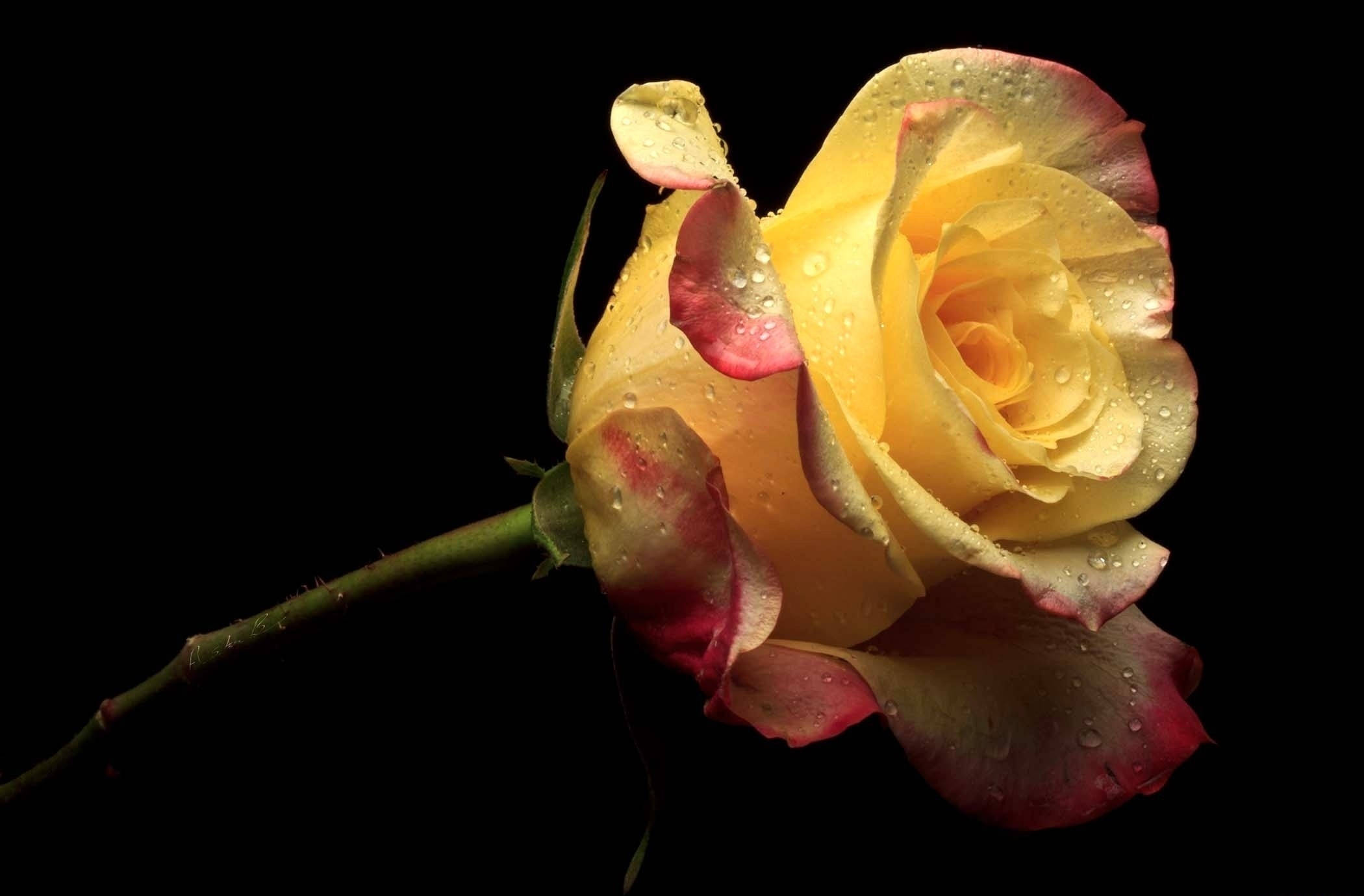 yellow rose, red-tipped petals, dew drops, Full HD Desktop Wallpaper