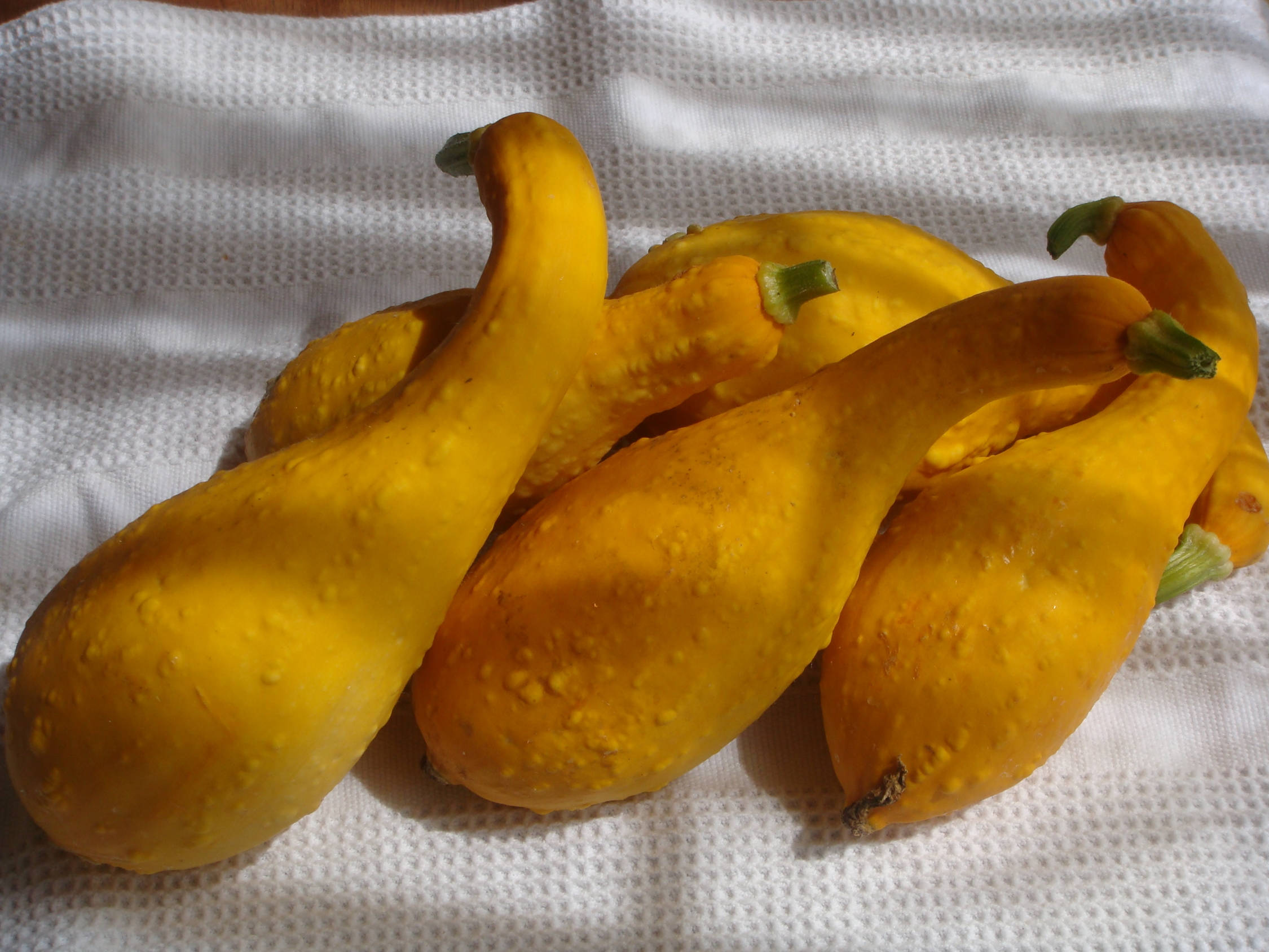 yellow squash fruits, wrinkly skins, dewdrops, Full HD Desktop Wallpaper