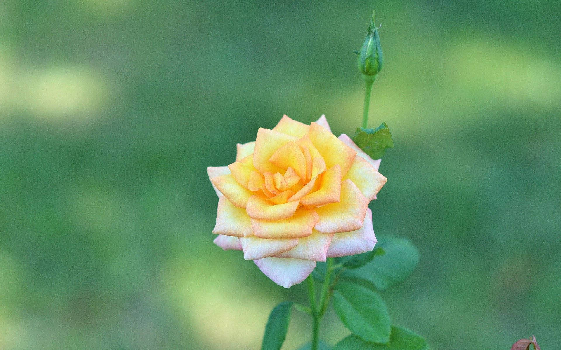 yellow rose, soft pink edges, green bud, Full HD Desktop Wallpaper