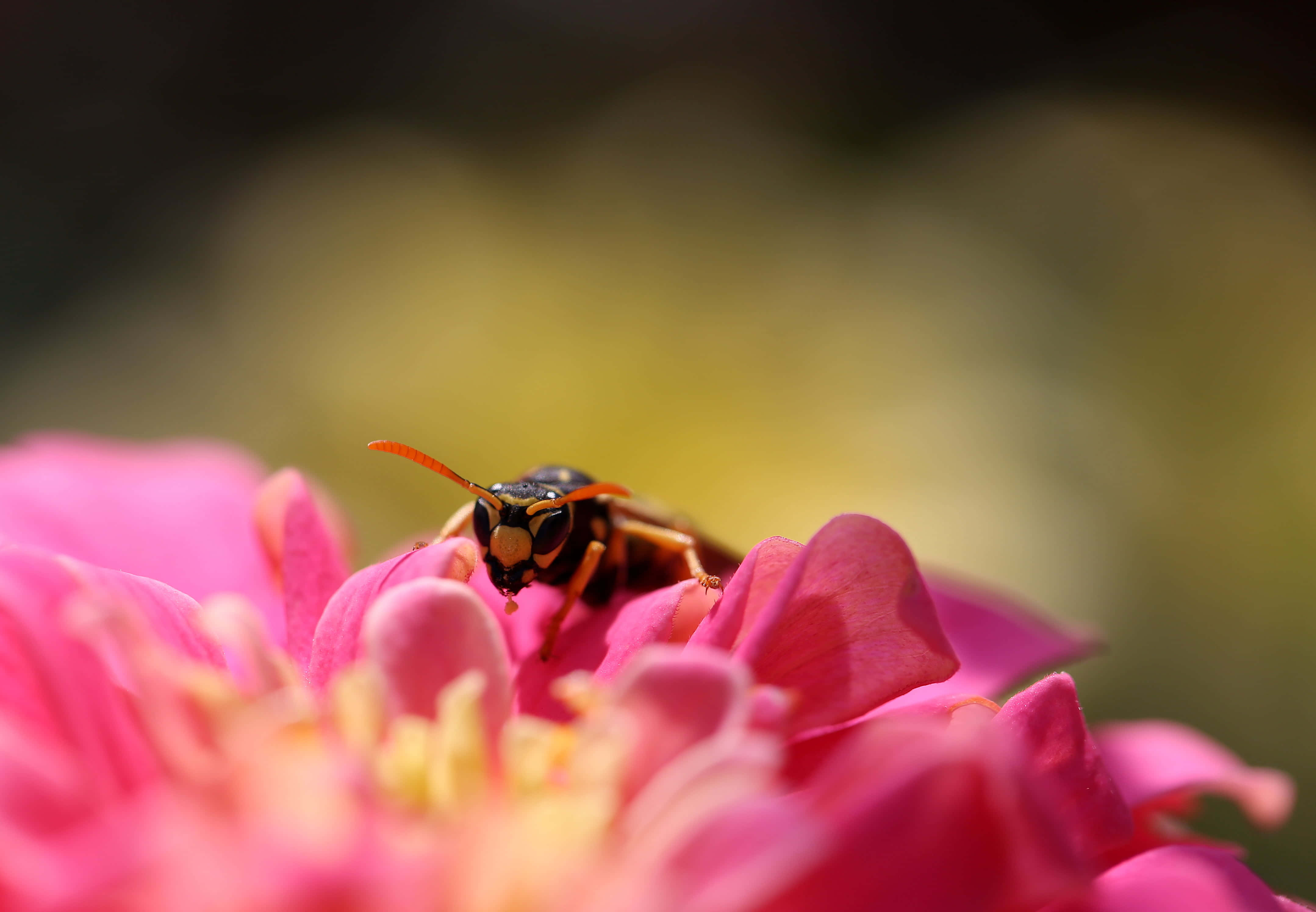 Yellowjacket, pink zinnia flower, orange antennae, 4K Desktop Wallpaper