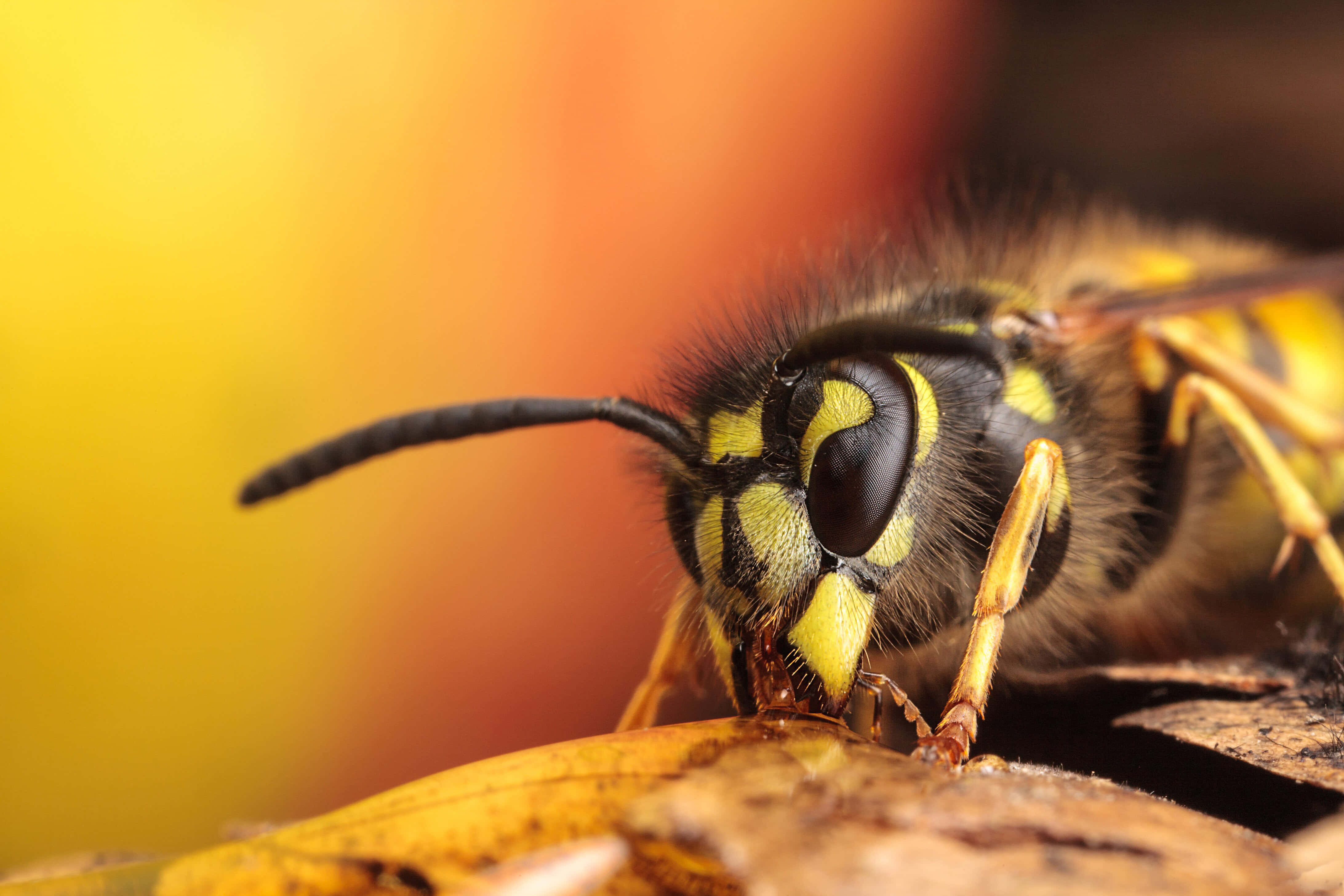 yellowjacket wasp, fuzzy antennae, dry leaf, 4K Desktop Wallpaper