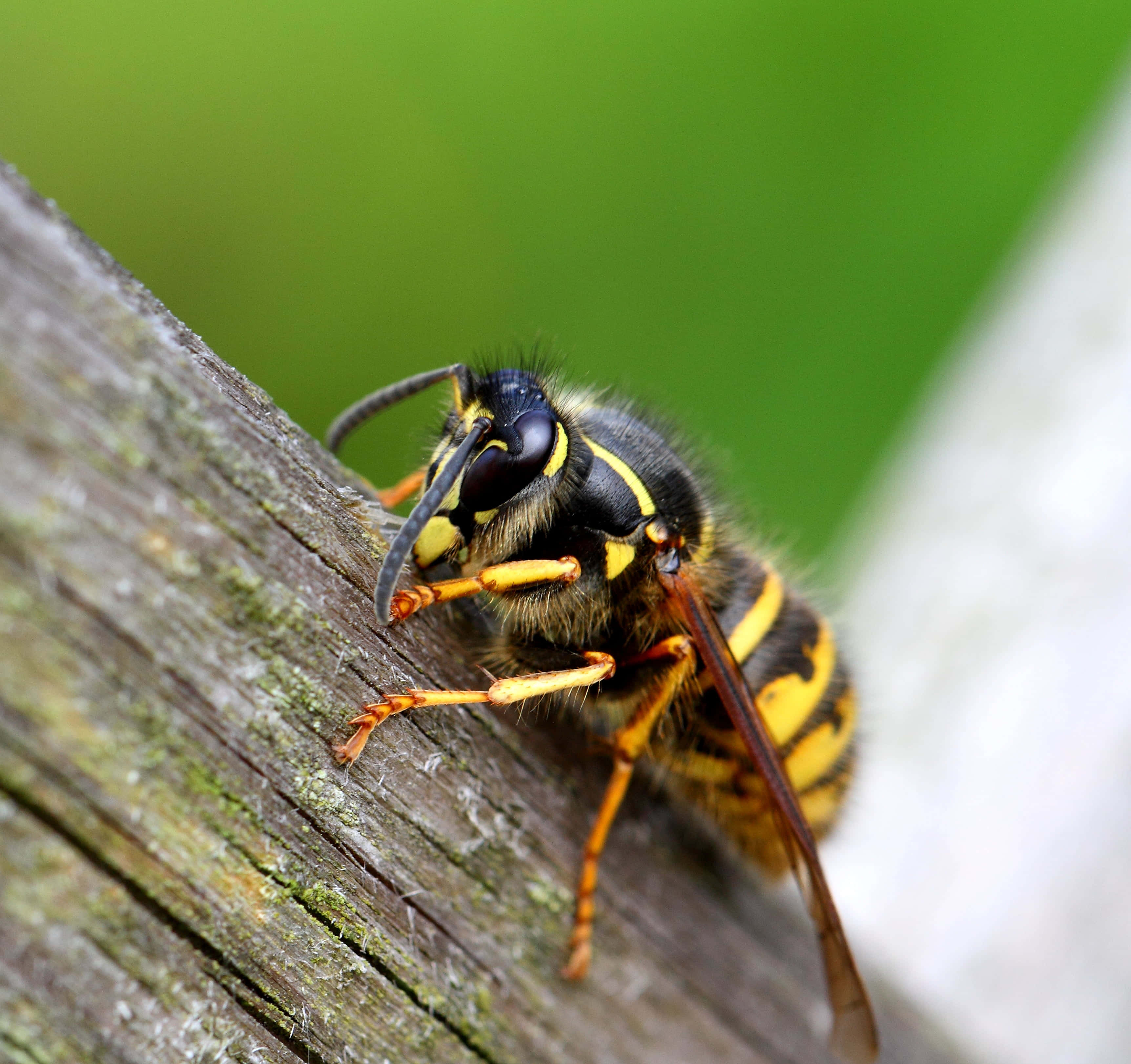 Yellowjacket, yellow and black, weathered wooden bark, 2K Desktop Wallpaper