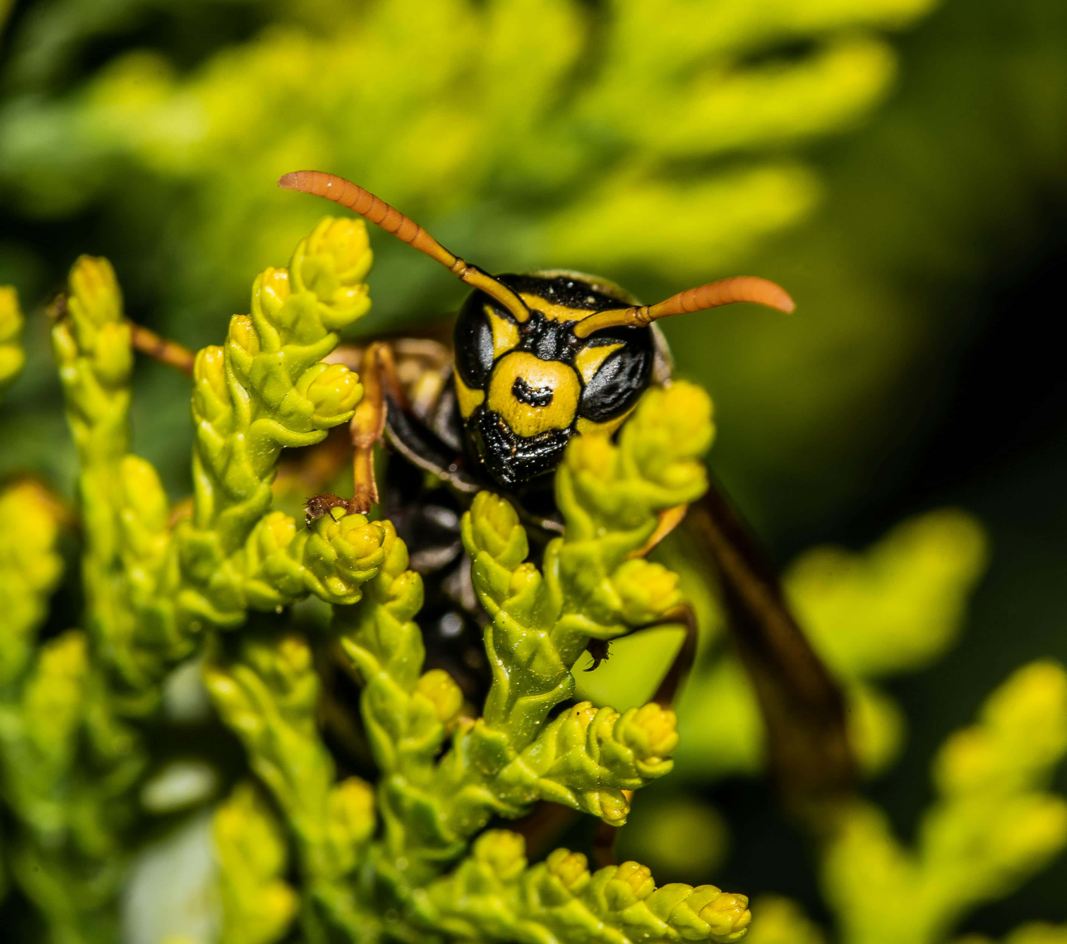 Yellowjacket, yellow and black, vibrant green foliage, 2K Desktop Wallpaper
