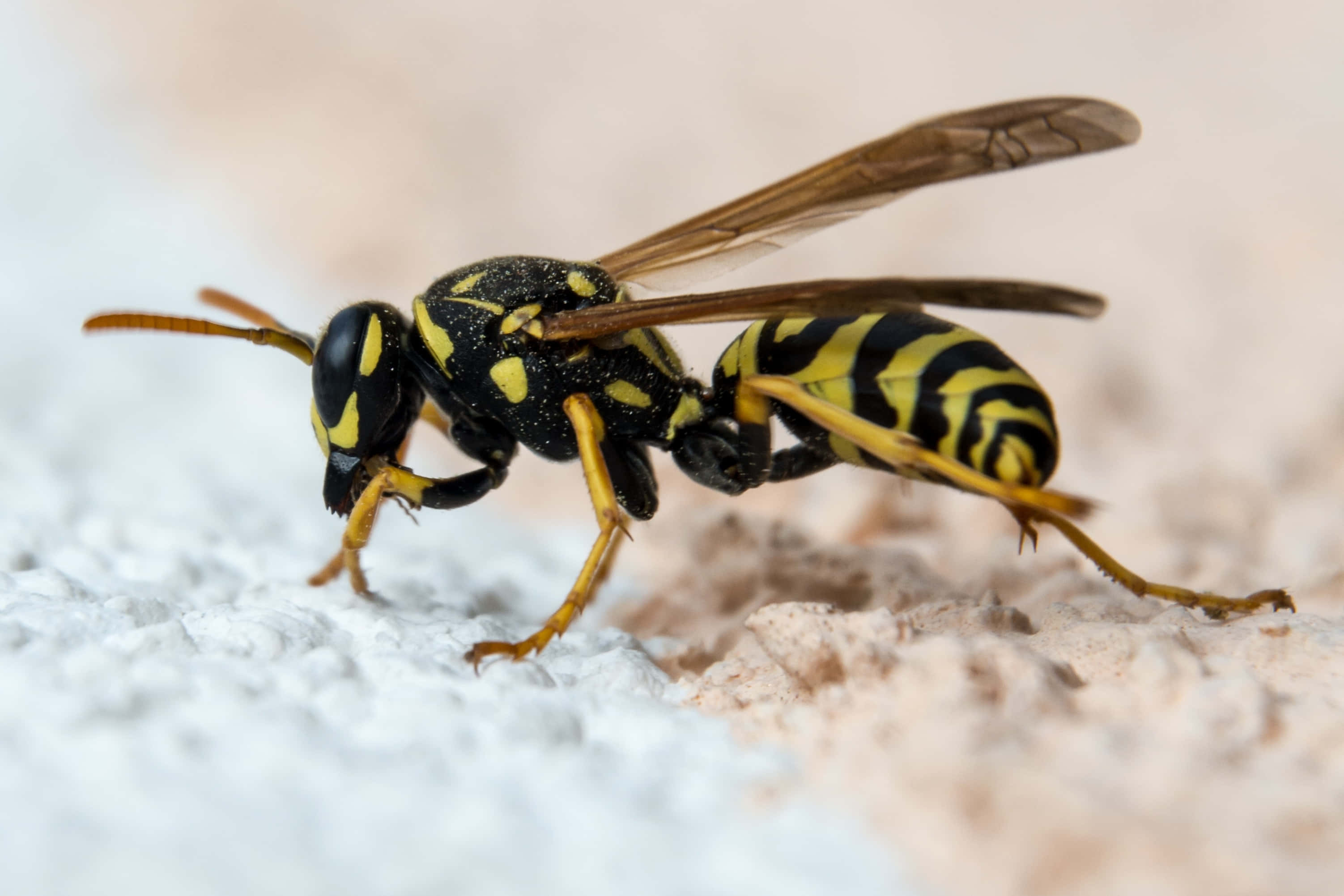 yellowjacket wasp, translucent wings, textured white surface, 2K Desktop Wallpaper