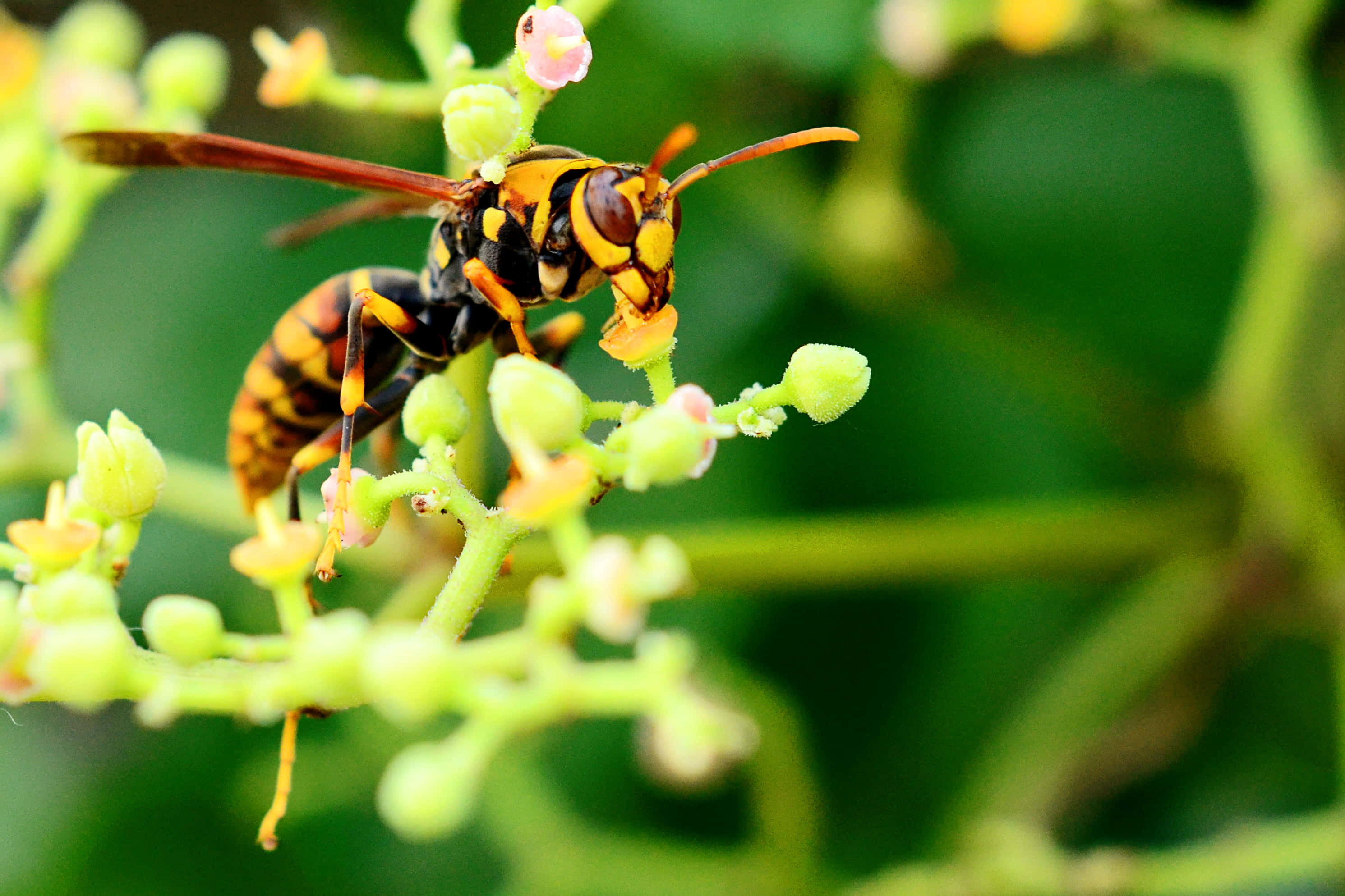Yellowjacket, wasp, yellow and black stripes, 2K Desktop Wallpaper