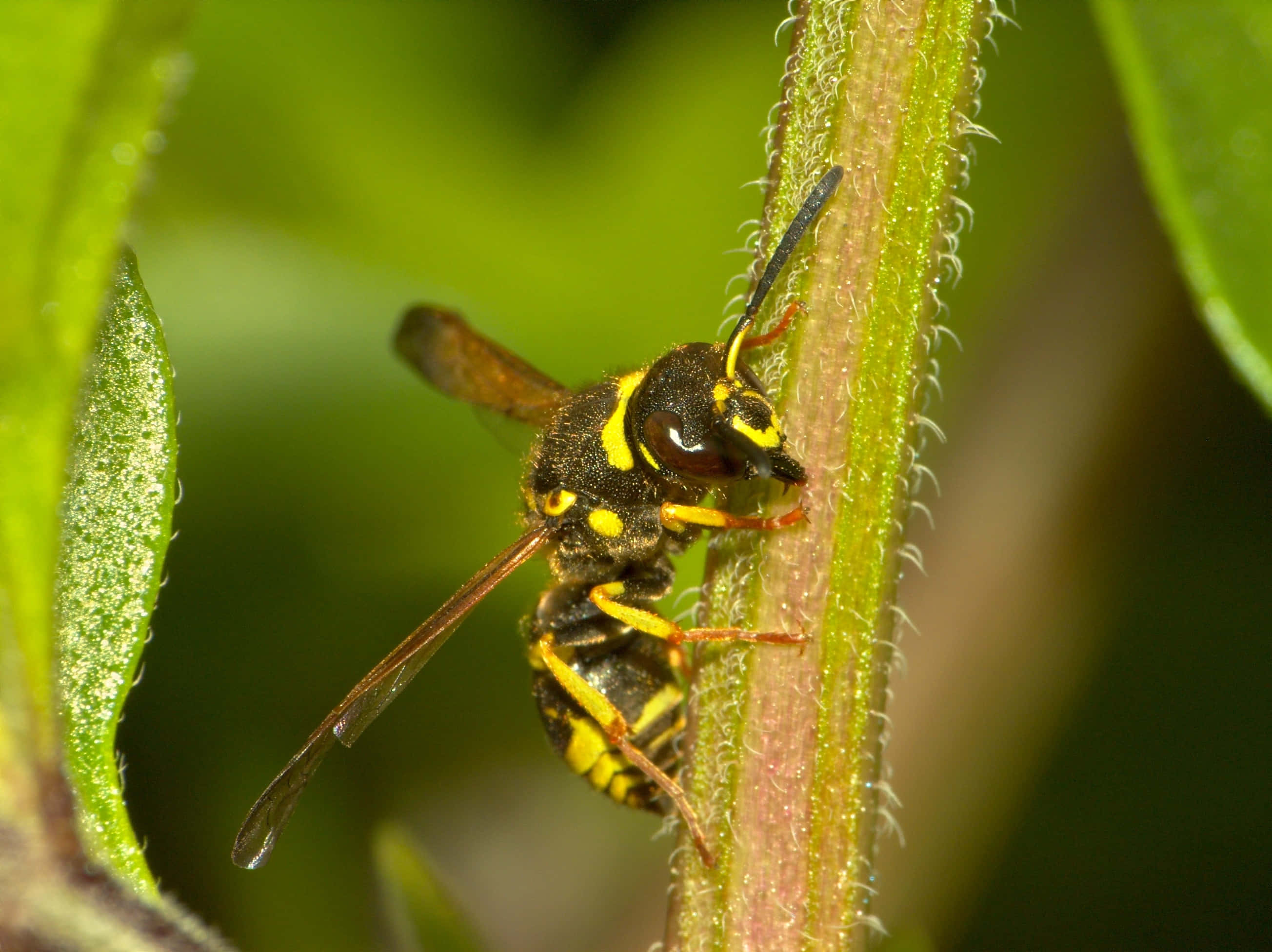 Yellowjacket, wasp, yellow and black, 2K Desktop Wallpaper