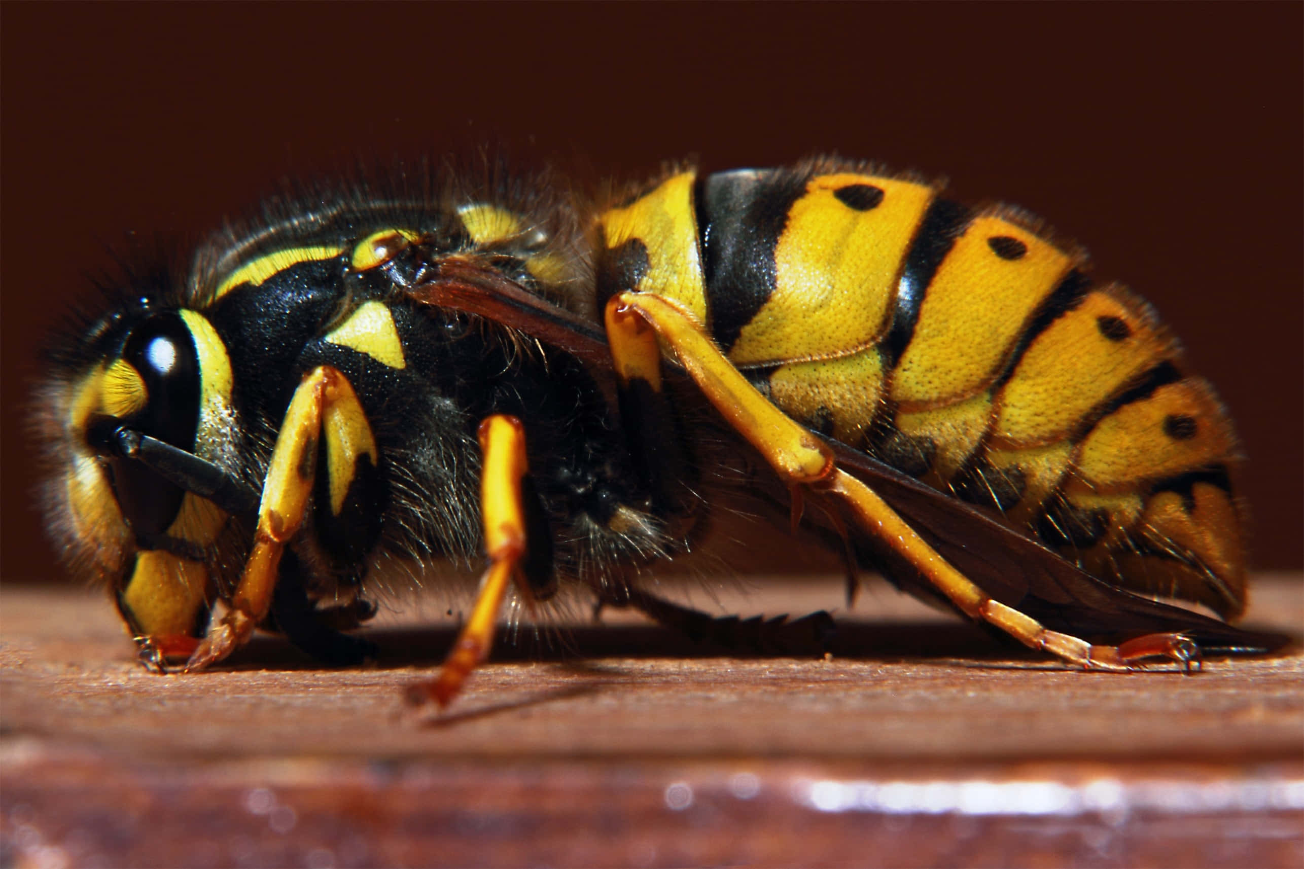 yellowjacket wasp, yellow and black, wooden surface, 2K Desktop Wallpaper