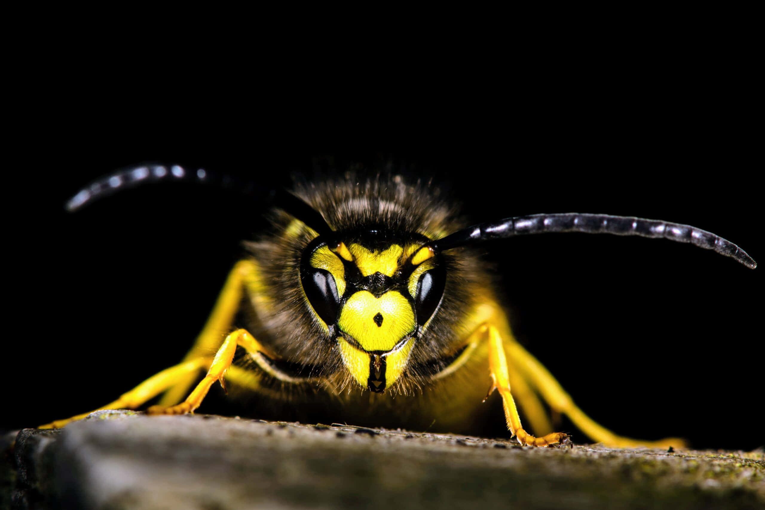 yellow jacket wasp, black stripes, large eyes, 2K Desktop Wallpaper