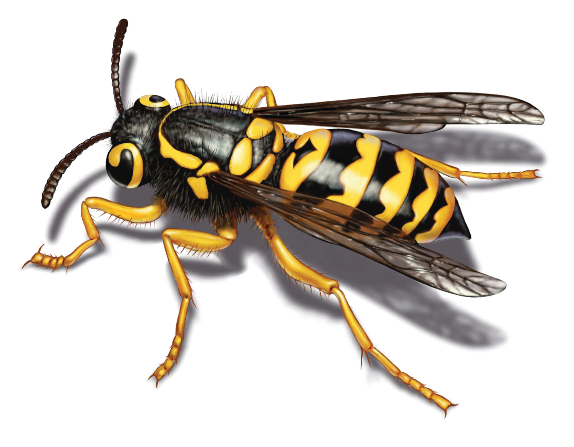 yellowjacket, black and yellow stripes, wings, Full HD Desktop Wallpaper