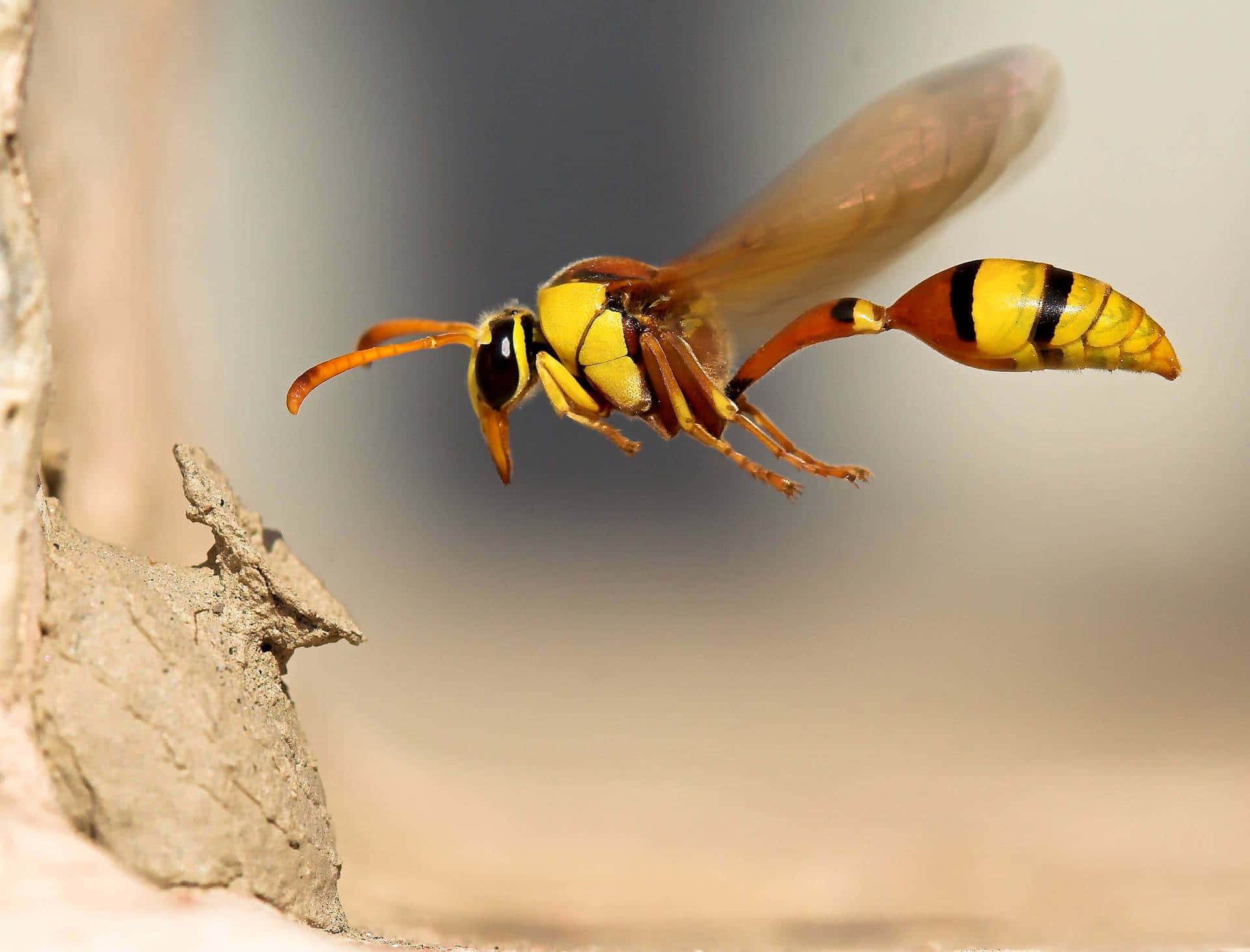 Yellowjacket, wasp, translucent wings, Full HD Desktop Wallpaper