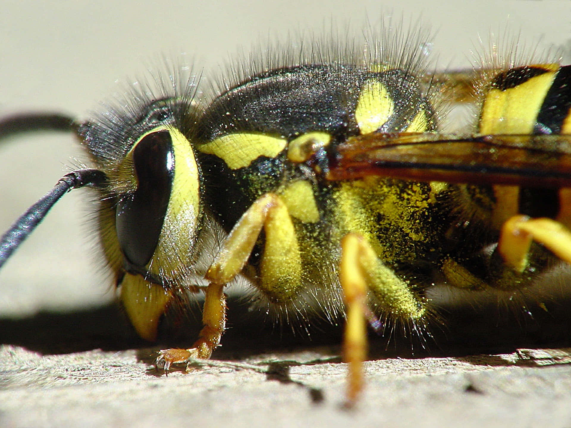yellowjacket wasp, black and yellow stripes, weathered wood, Full HD Desktop Wallpaper