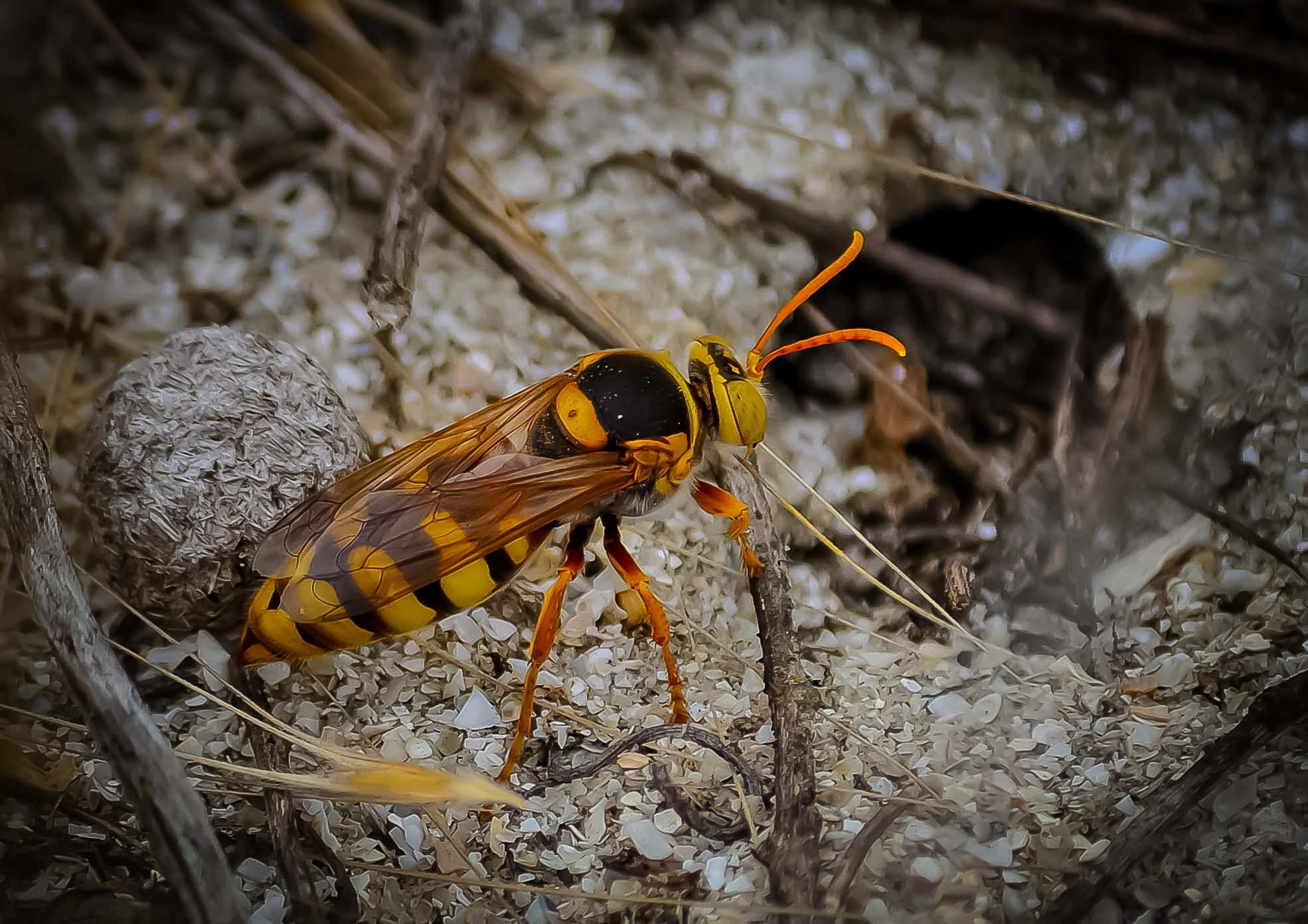 Yellowjacket, wasp, orange antennae, Full HD Desktop Wallpaper