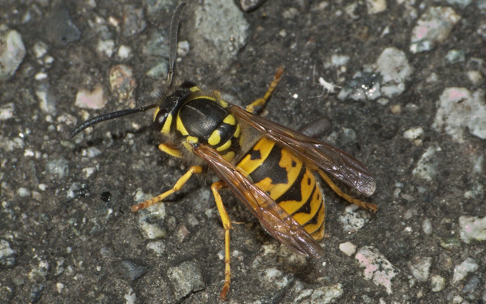 Yellowjacket, wasp, black stripes, Full HD Desktop Wallpaper
