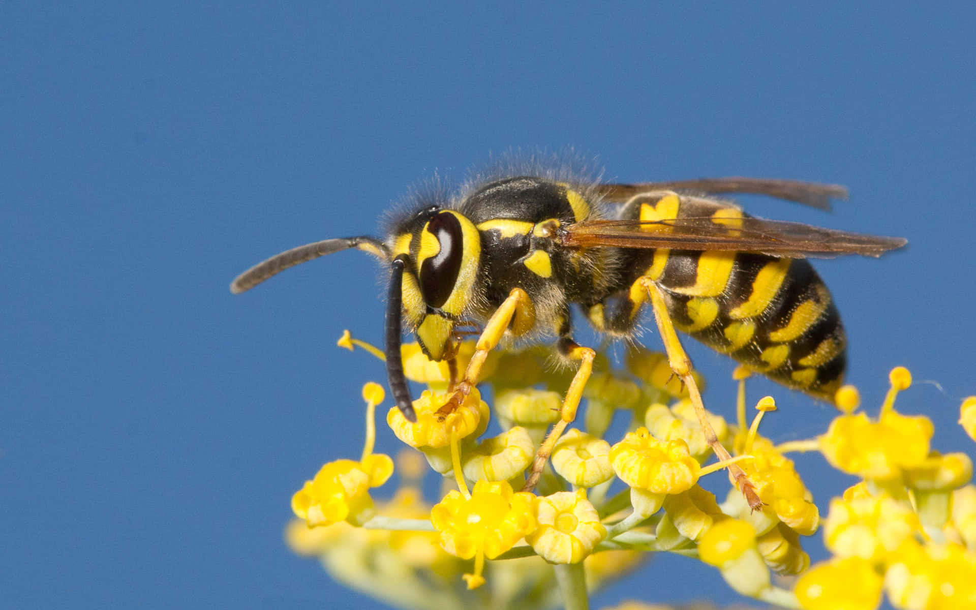 Yellowjacket, wasp, yellow fennel flowers, Full HD Desktop Wallpaper