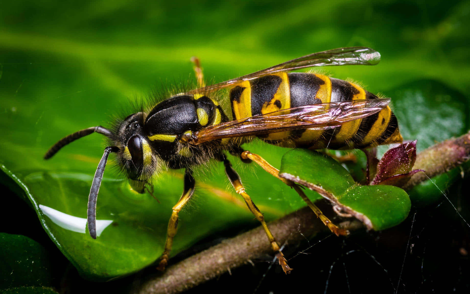 yellowjacket, green leaf, vibrant green, Full HD Desktop Wallpaper