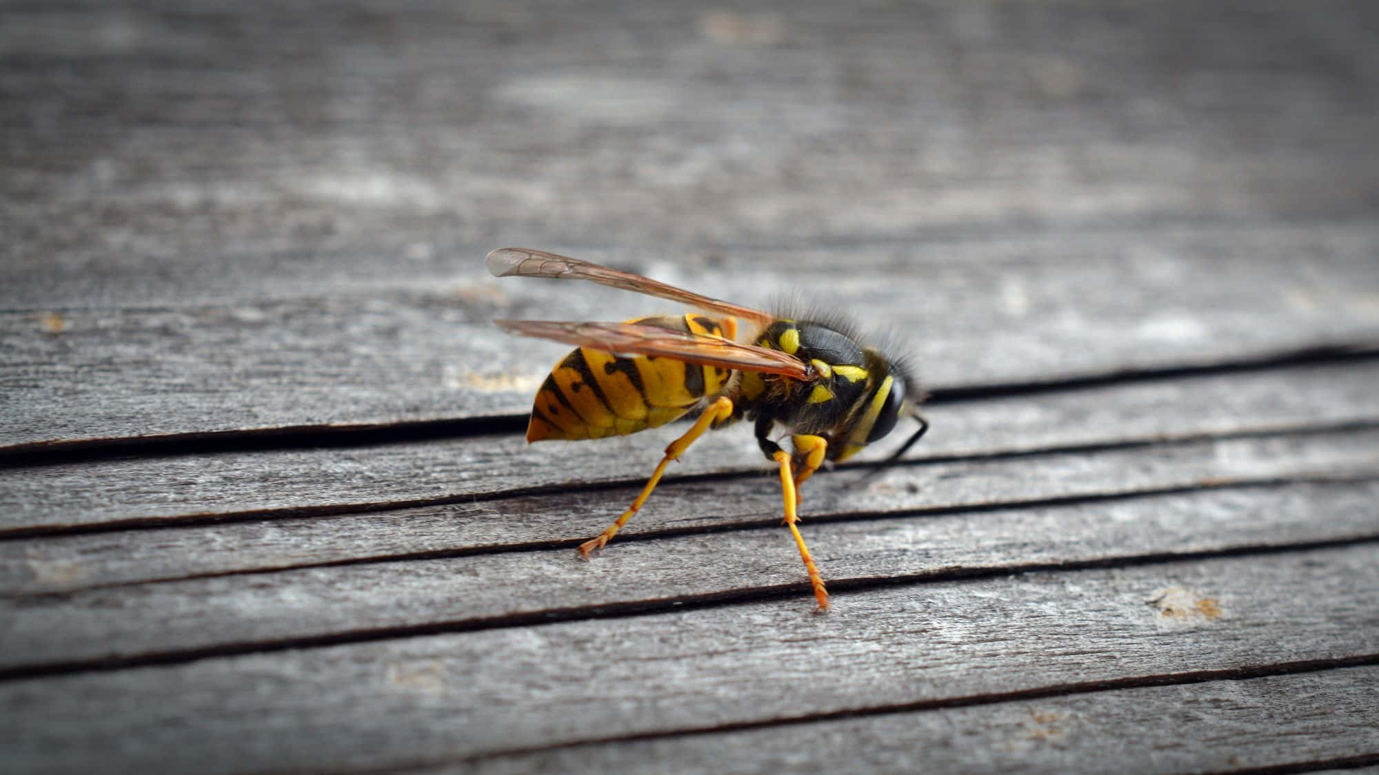 Yellowjacket, wasp, weathered gray wooden planks, Full HD Desktop Wallpaper