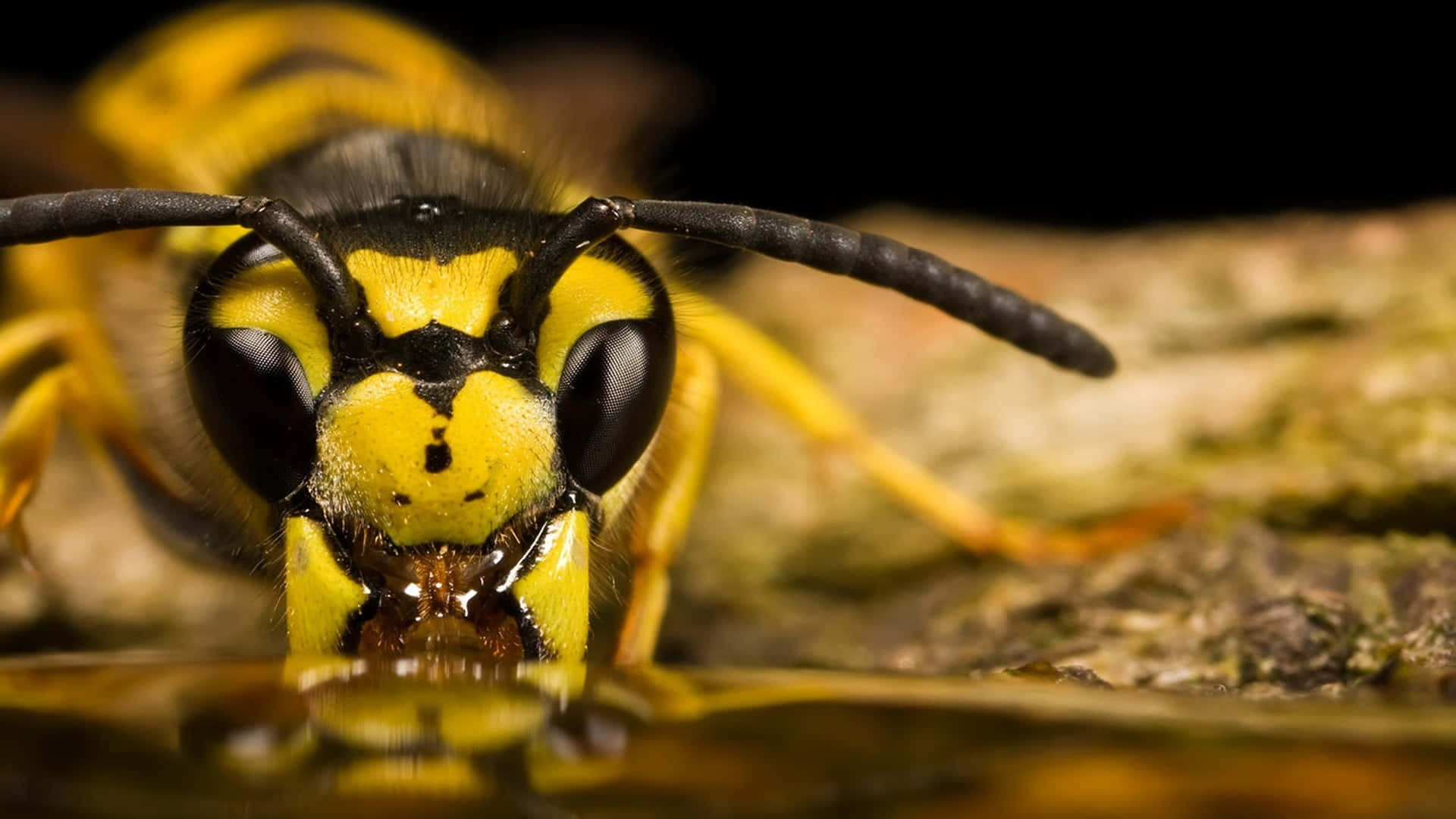 yellowjacket wasp, yellow and black, puddle, Full HD Desktop Wallpaper