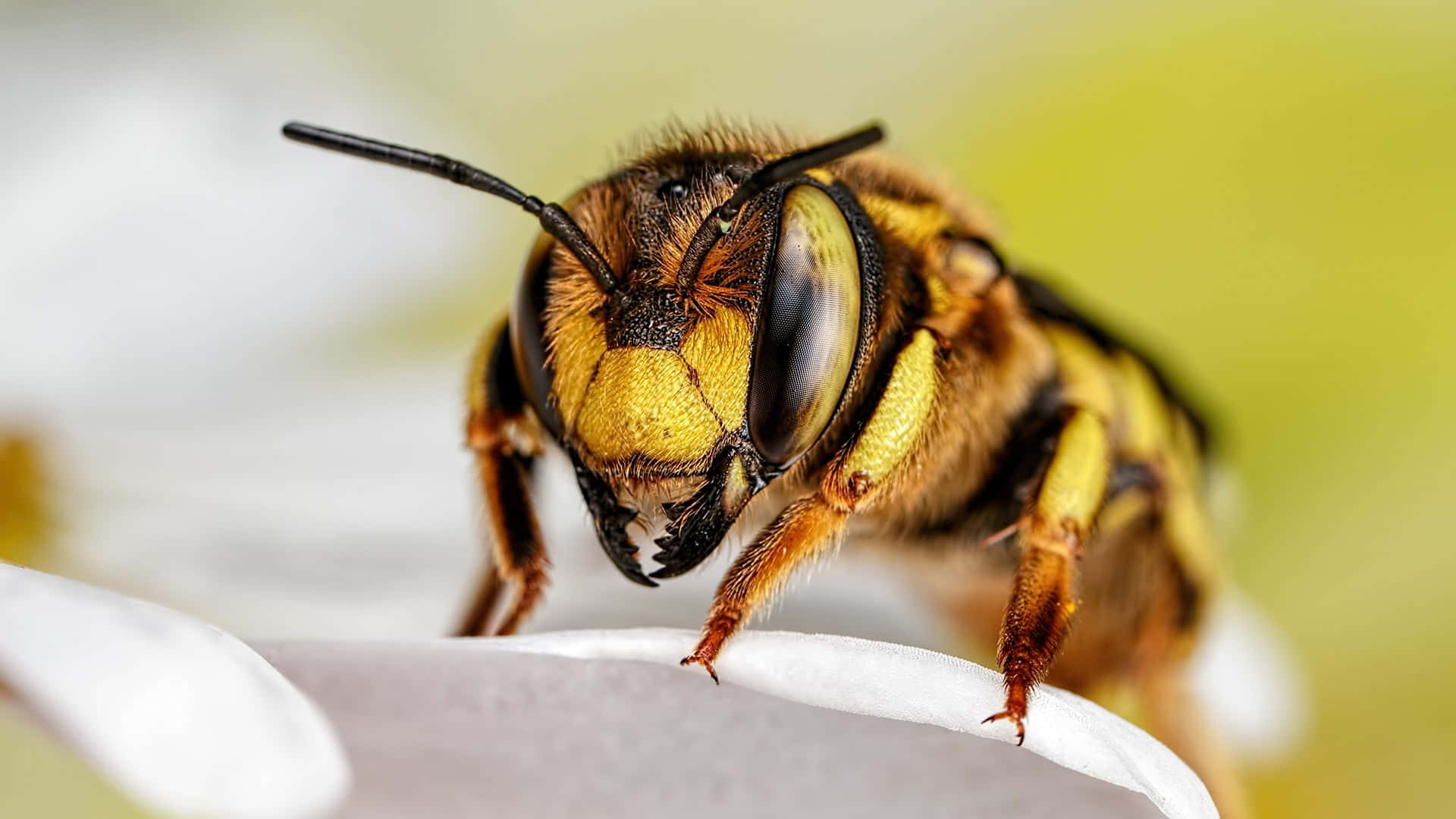 Yellowjacket, flower, white flower petal, Full HD Desktop Wallpaper