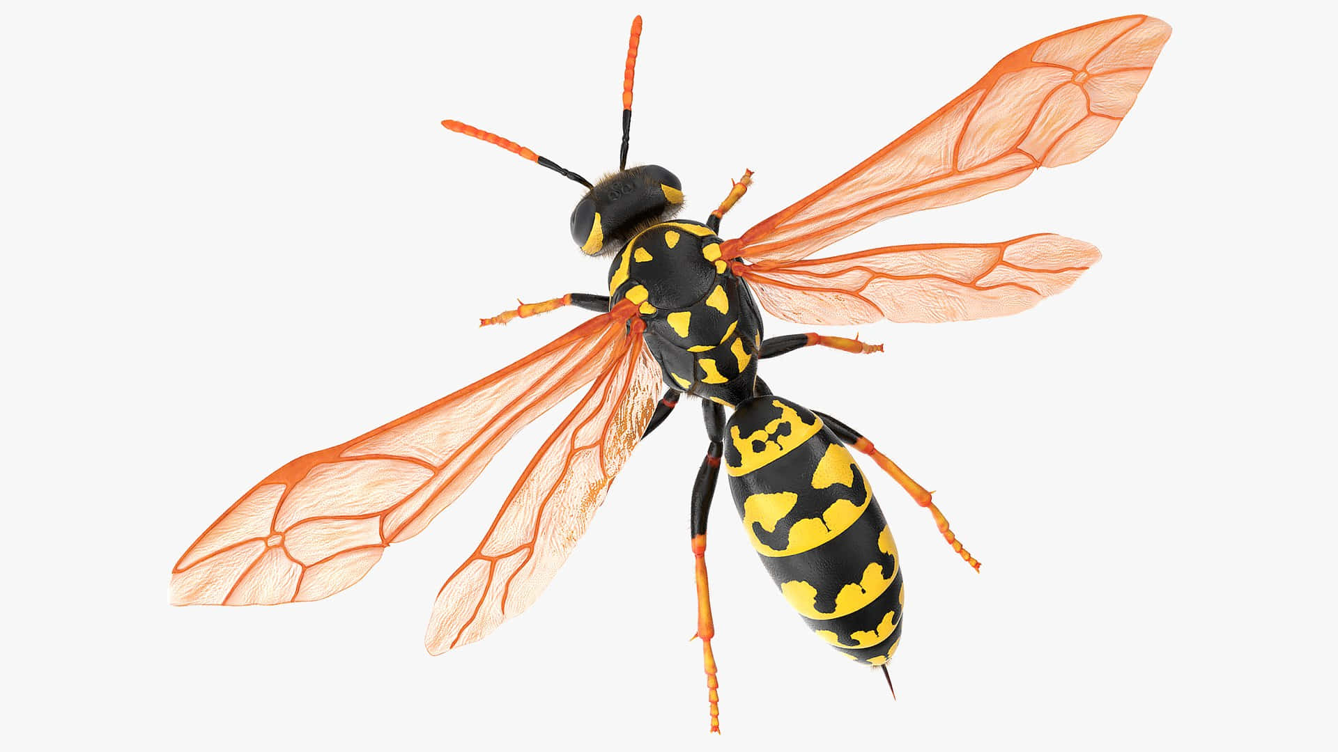 Yellowjacket, black and yellow striped body, translucent orange wings, Full HD Desktop Wallpaper
