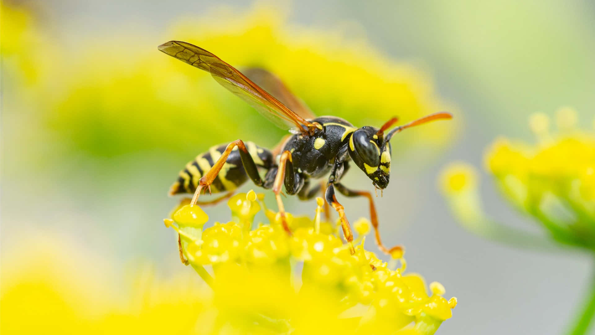 Yellowjacket, waspon, yellow flower, Full HD Desktop Wallpaper