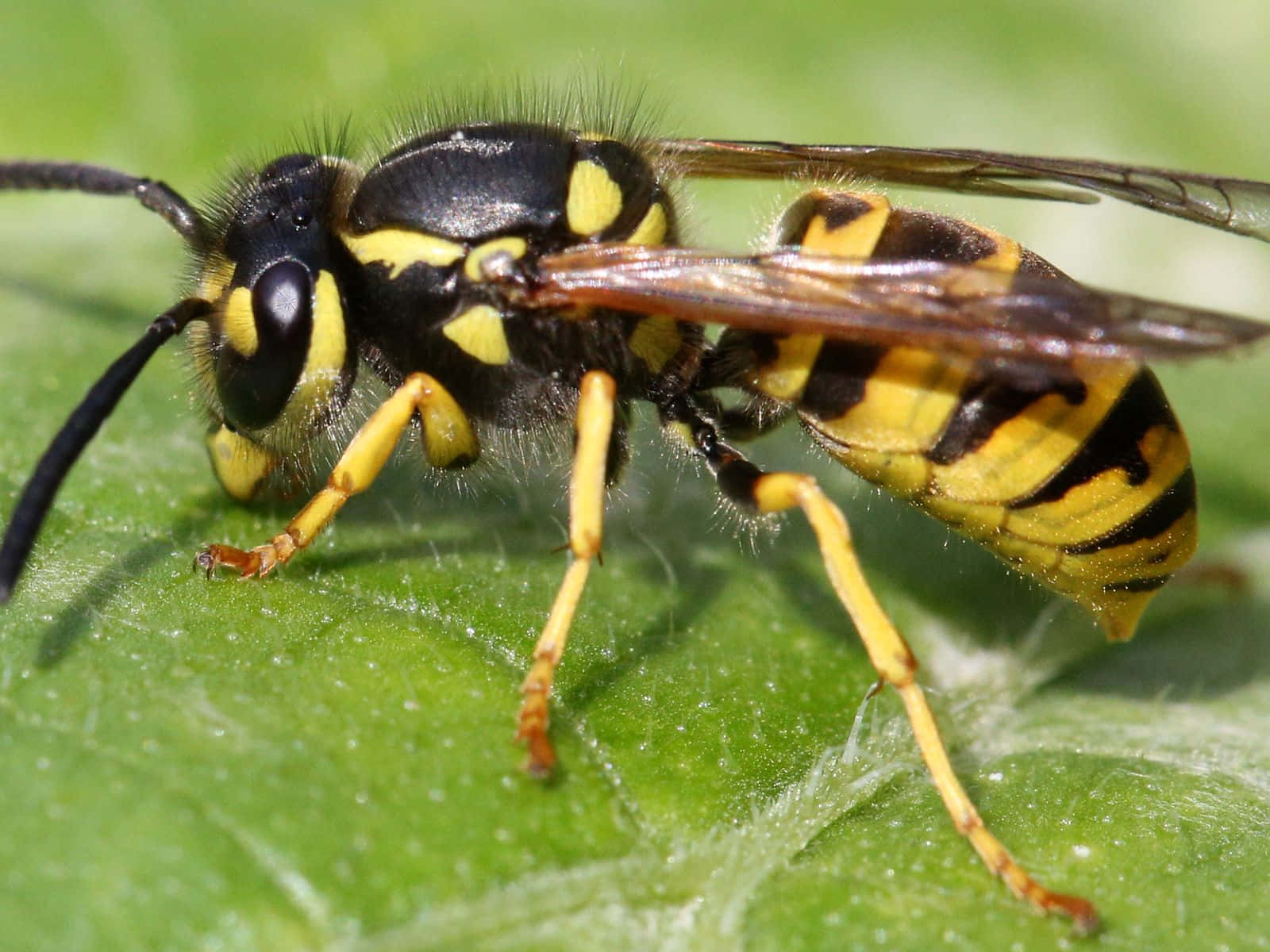 Yellowjacket, wasp, vibrant green leaf, HD Desktop Wallpaper