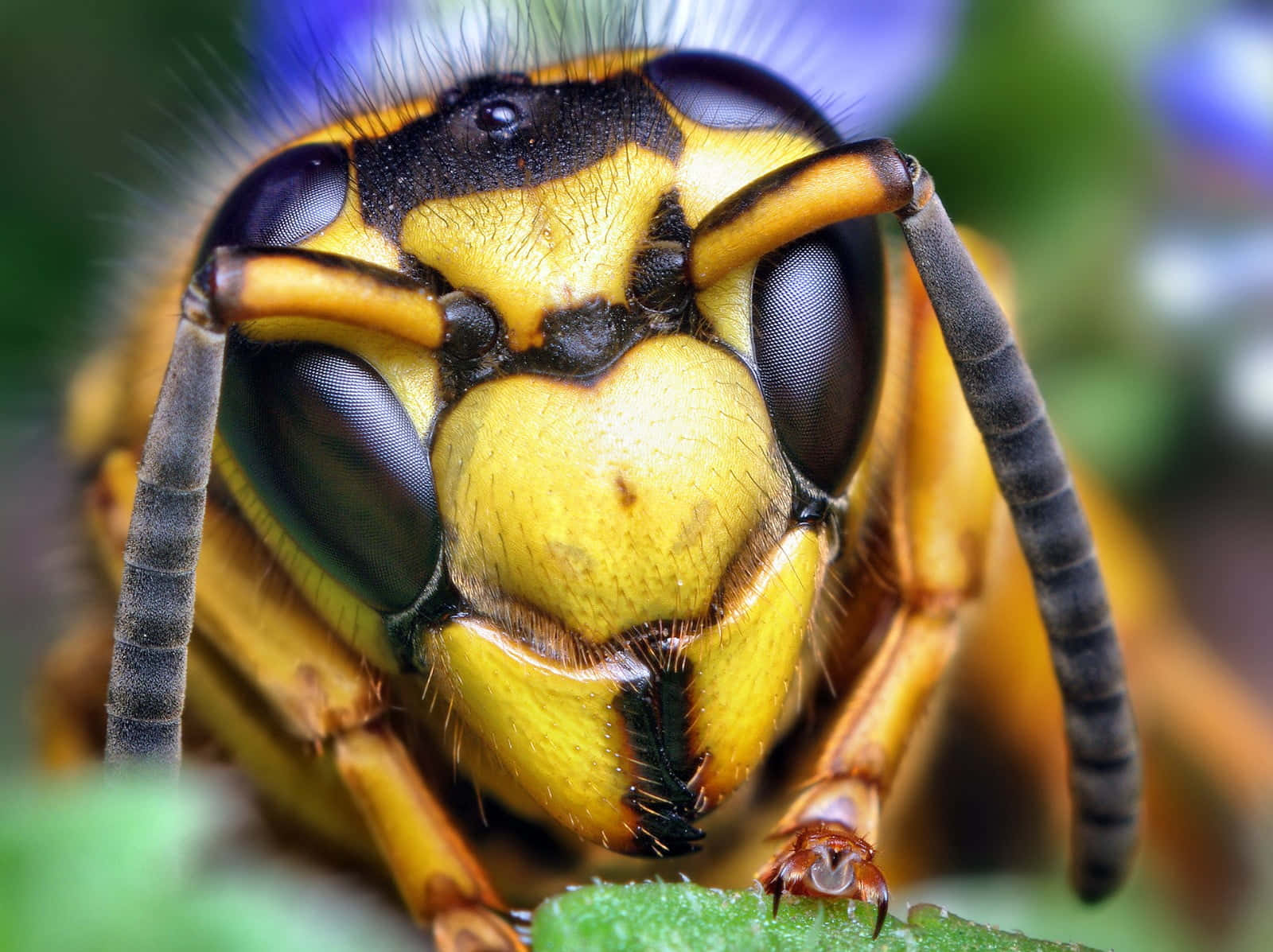yellowjacket wasp, compound eyes, fuzzy antennae, HD Desktop Wallpaper