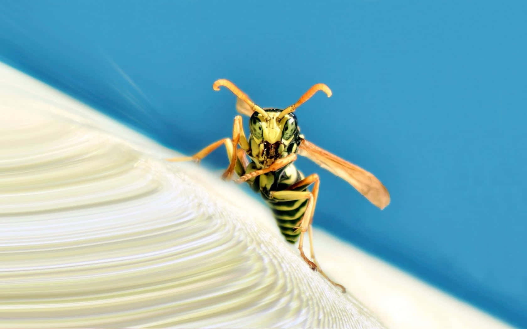 yellowjacket, white textured surface, vibrant blue background, HD Desktop Wallpaper
