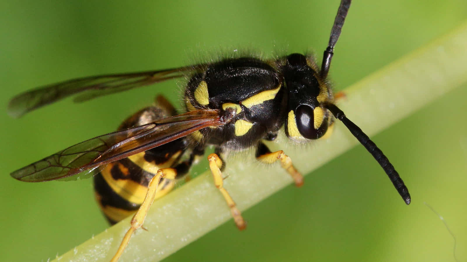 Yellowjacket, yellow and black, translucent wings, HD Desktop Wallpaper