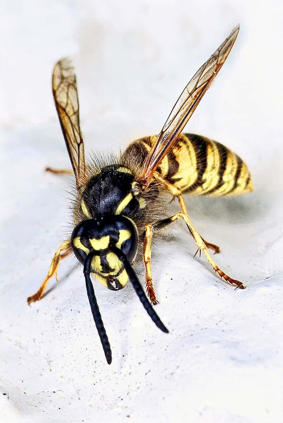 yellowjacket wasp, yellow and black, translucent wings, HD Phone Wallpaper