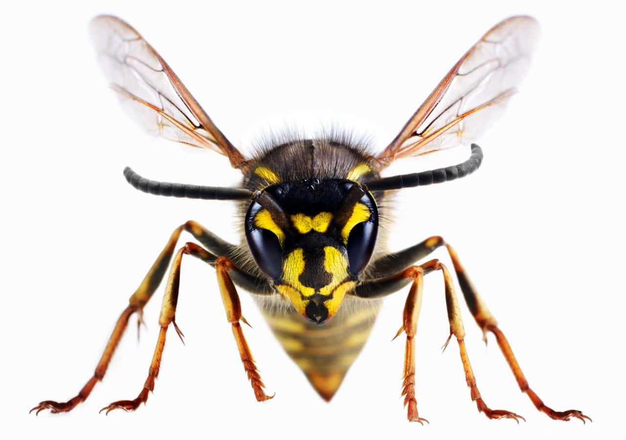 Yellowjacket, yellow and black stripes, close-up, HD Desktop Wallpaper