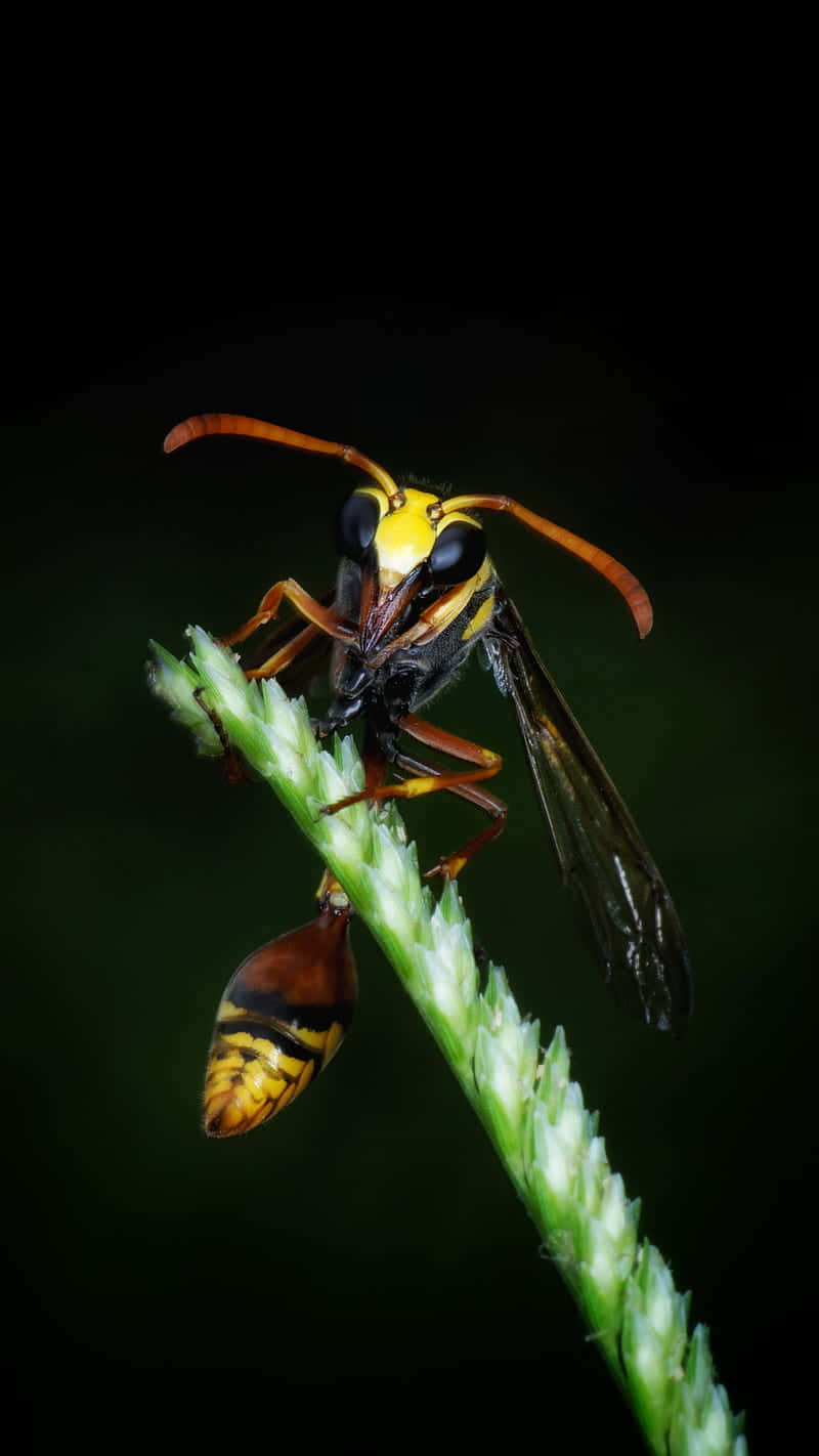 Yellowjacket, wasp, yellow and black stripes, HD Phone Wallpaper