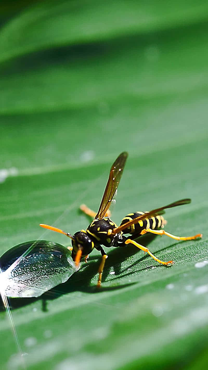 Yellowjacket, wasp, vibrant green leaf, HD Phone Wallpaper