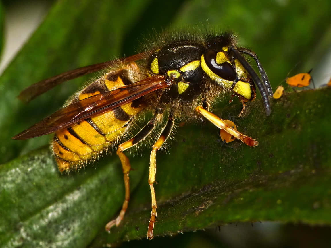 yellowjacket wasp, yellow and black, green leaf, SD Desktop Wallpaper