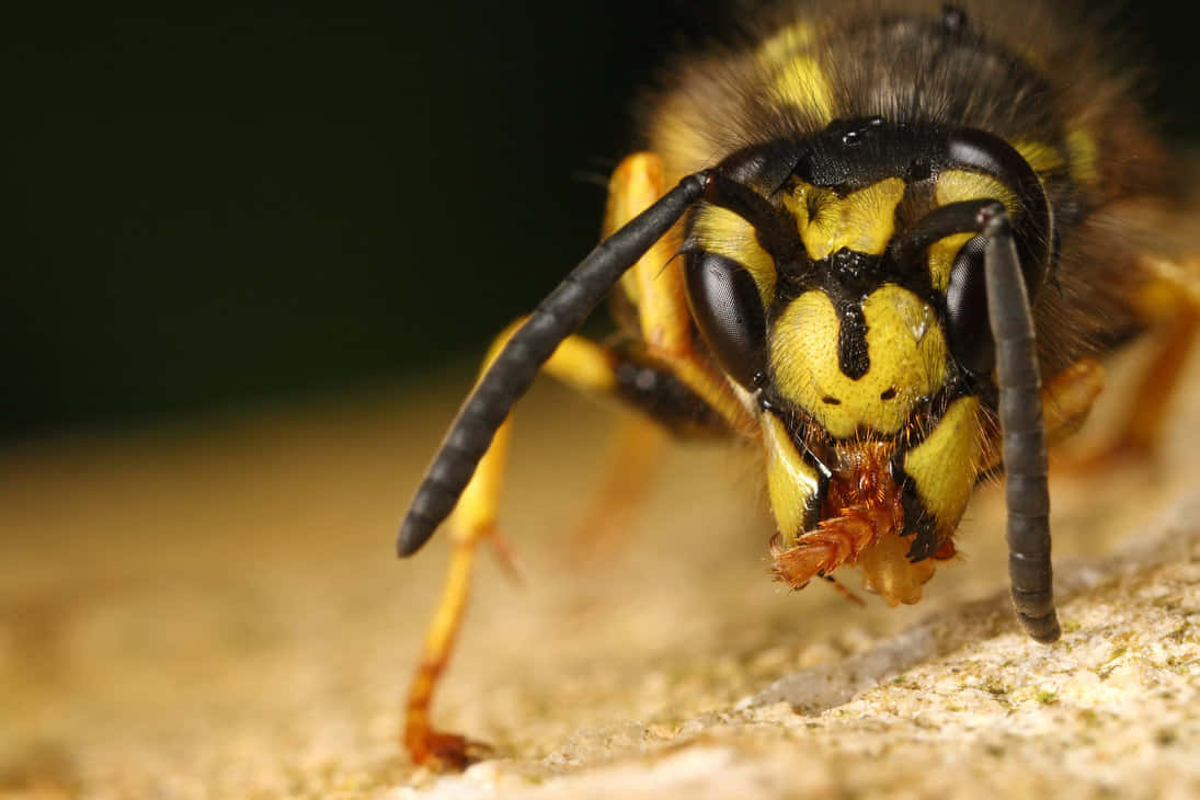 yellowjacket wasp, yellow and black, fuzzy texture, SD Desktop Wallpaper