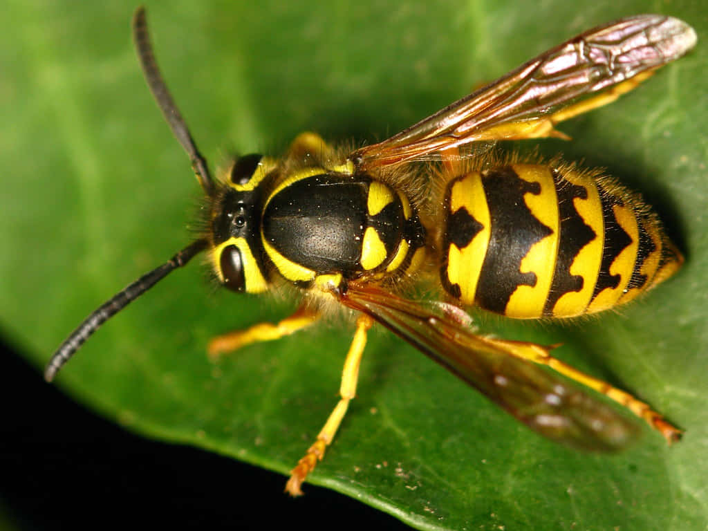 yellowjacket, black stripes, vibrant green leaf, SD Desktop Wallpaper