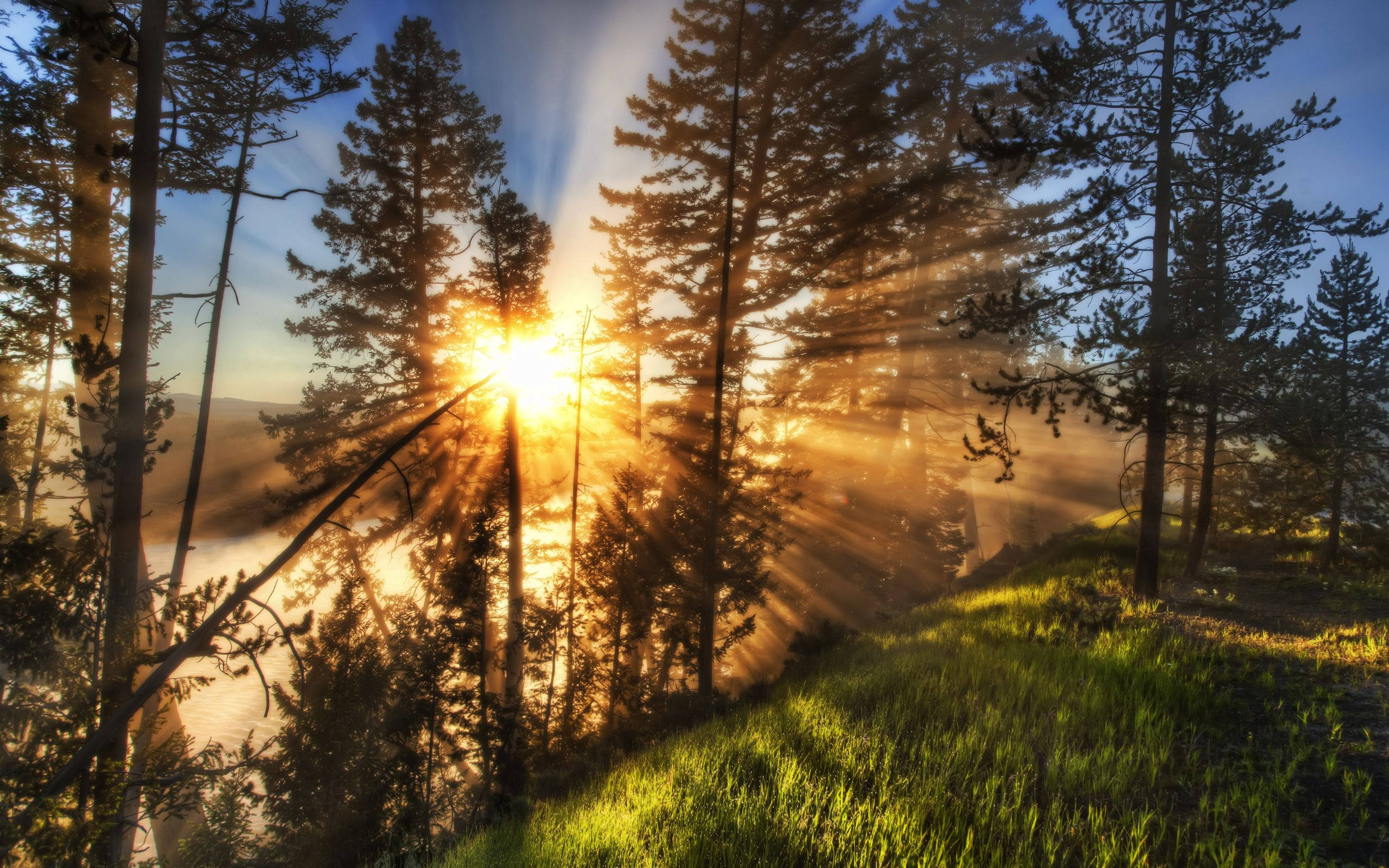 Yellowstone National Park, sunbeams, pine trees, 2K Desktop Wallpaper