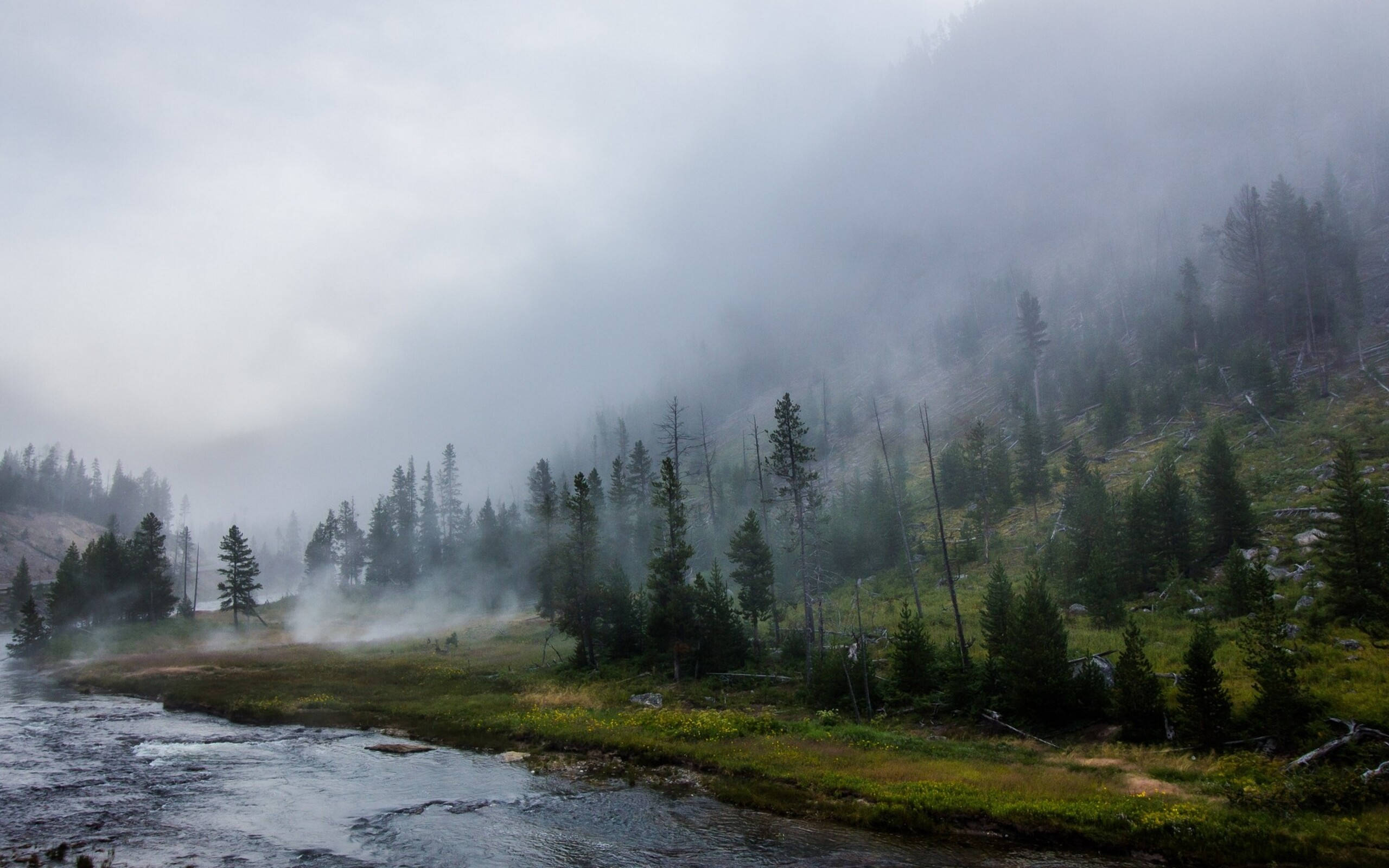 Yellowstone National Park, misty forest, river, 2K Desktop Wallpaper